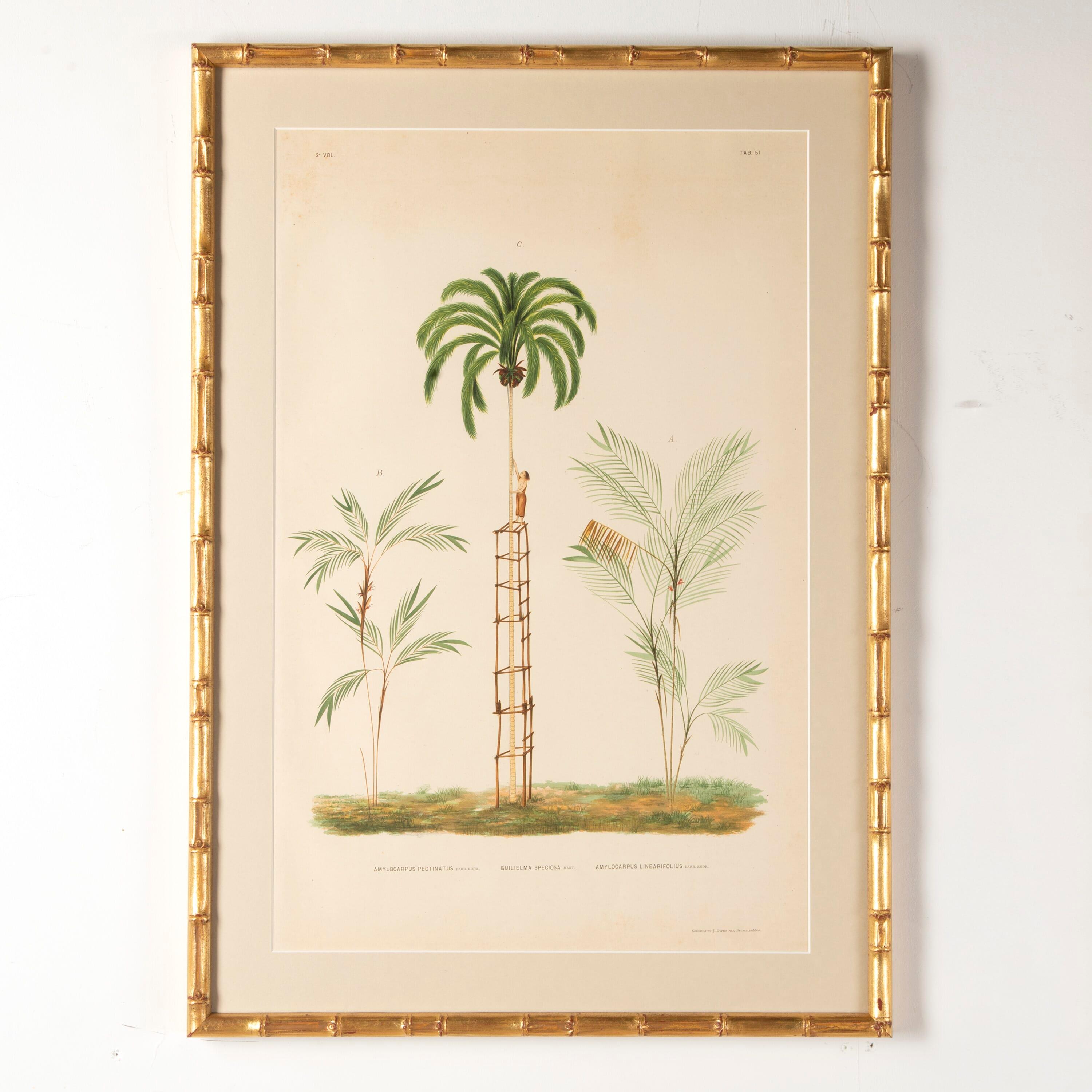 Beautiful set of chromolithographs by Brazilian Palms by Joao Barbosa Rodrigues.

These prints are original 1st editions that are dated 1903. All are framed in gilt bamboo with Ar70 art glass for optimal clarity.

This is a truly stunning