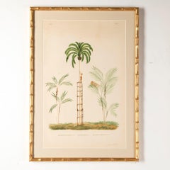 Six Chromolithographs of Brazilian Palms by Joao Barbosa Rodrigues