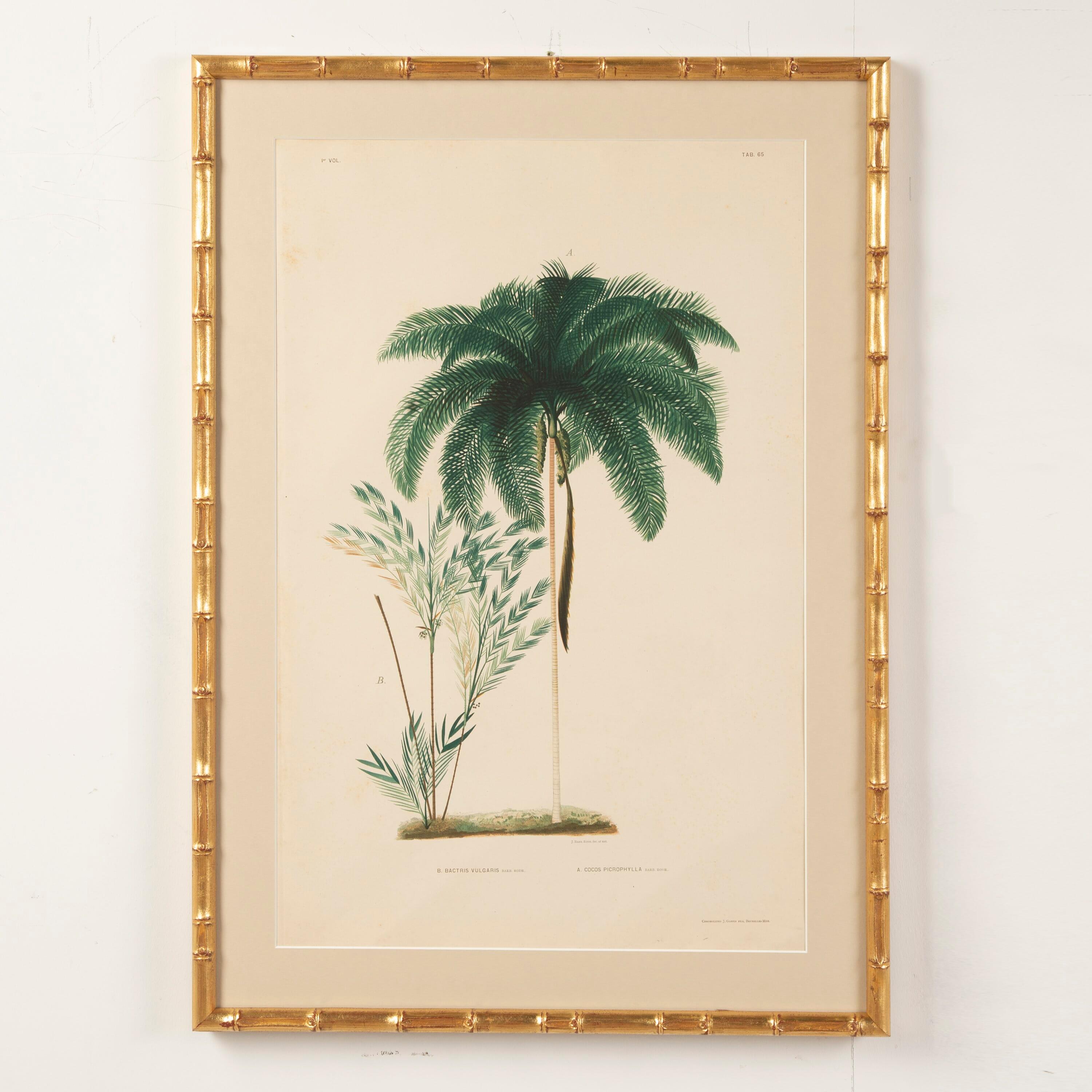 Country Six Chromolithographs of Brazilian Palms by Joao Barbosa Rodrigues