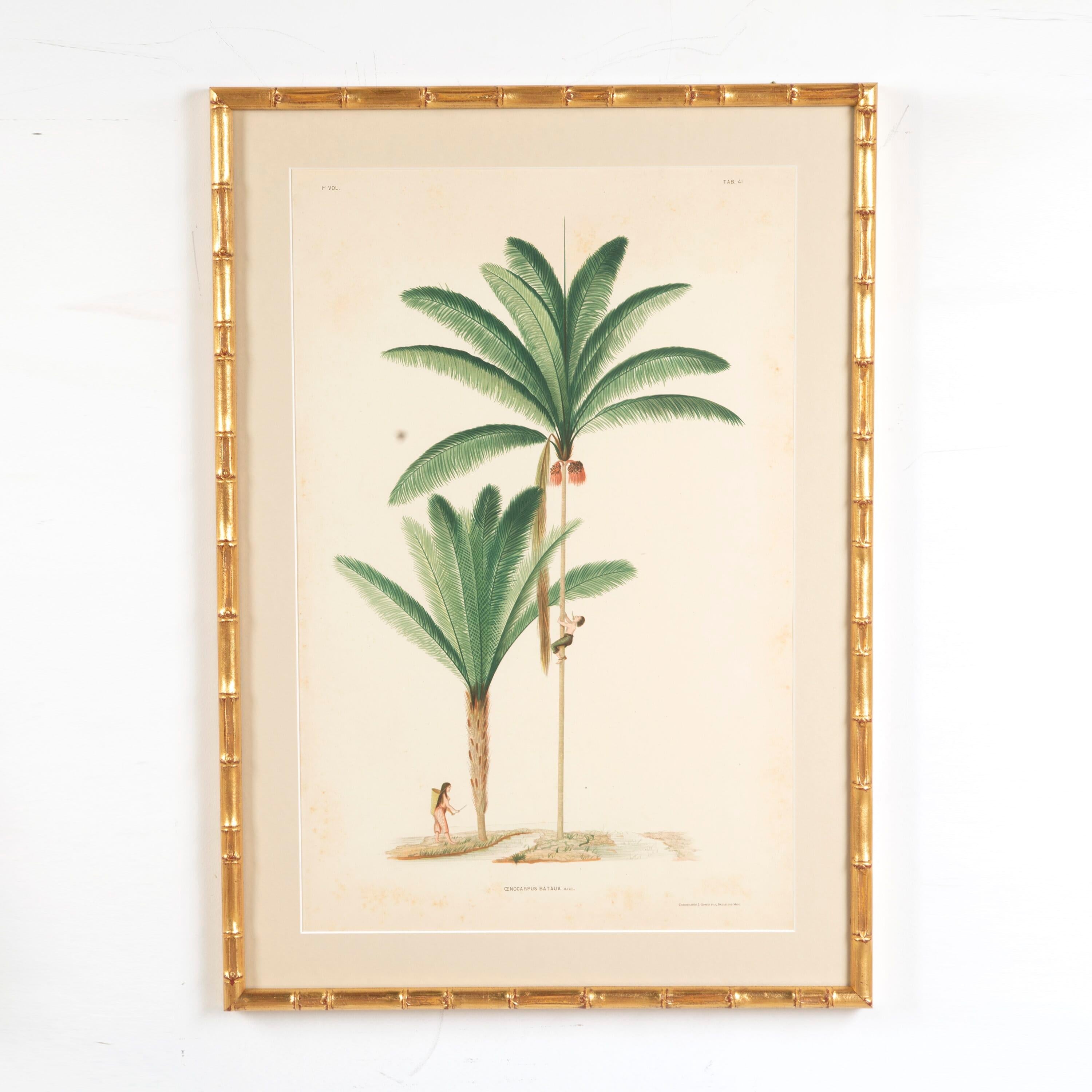 Six Chromolithographs of Brazilian Palms by Joao Barbosa Rodrigues In Good Condition In Gloucestershire, GB