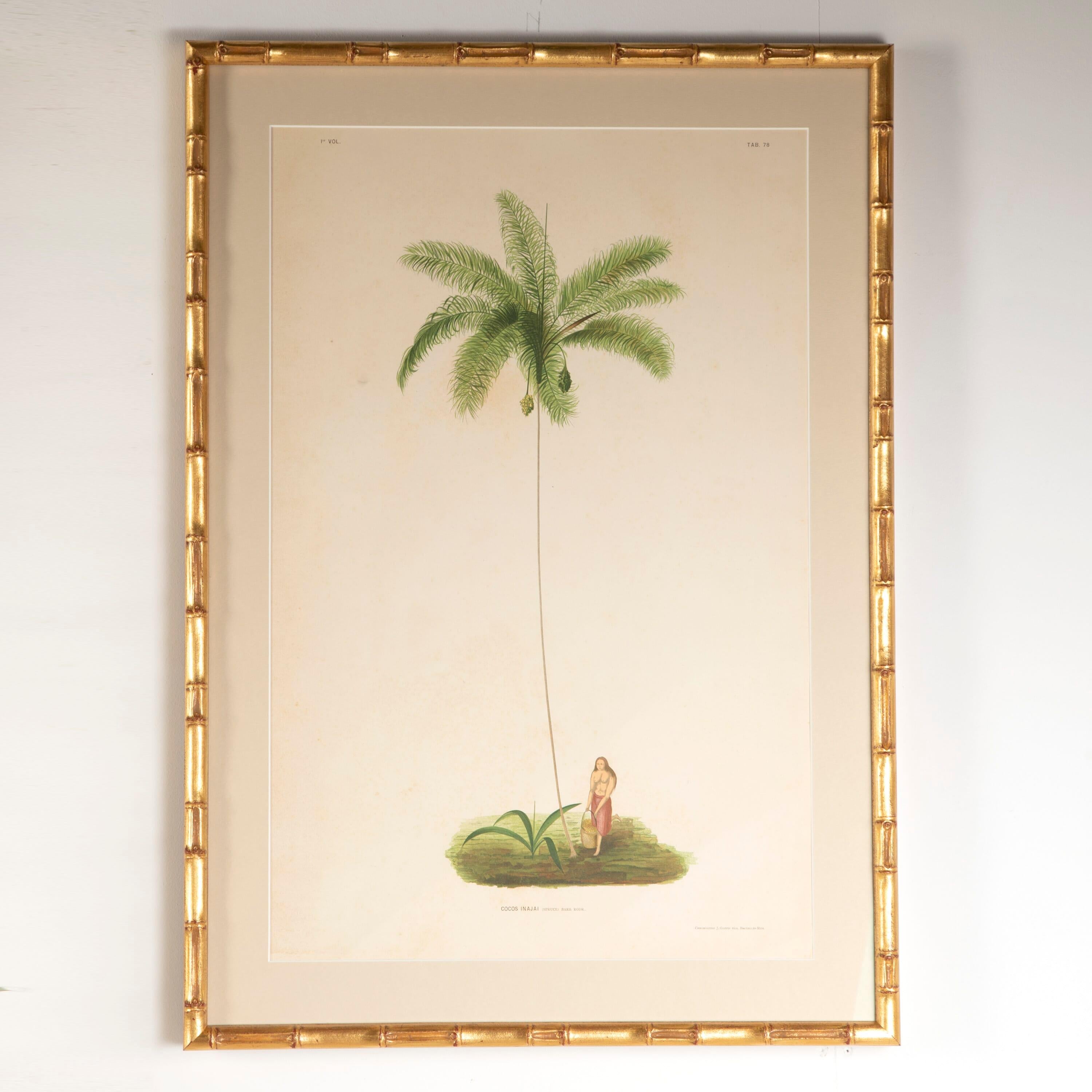 20th Century Six Chromolithographs of Brazilian Palms by Joao Barbosa Rodrigues
