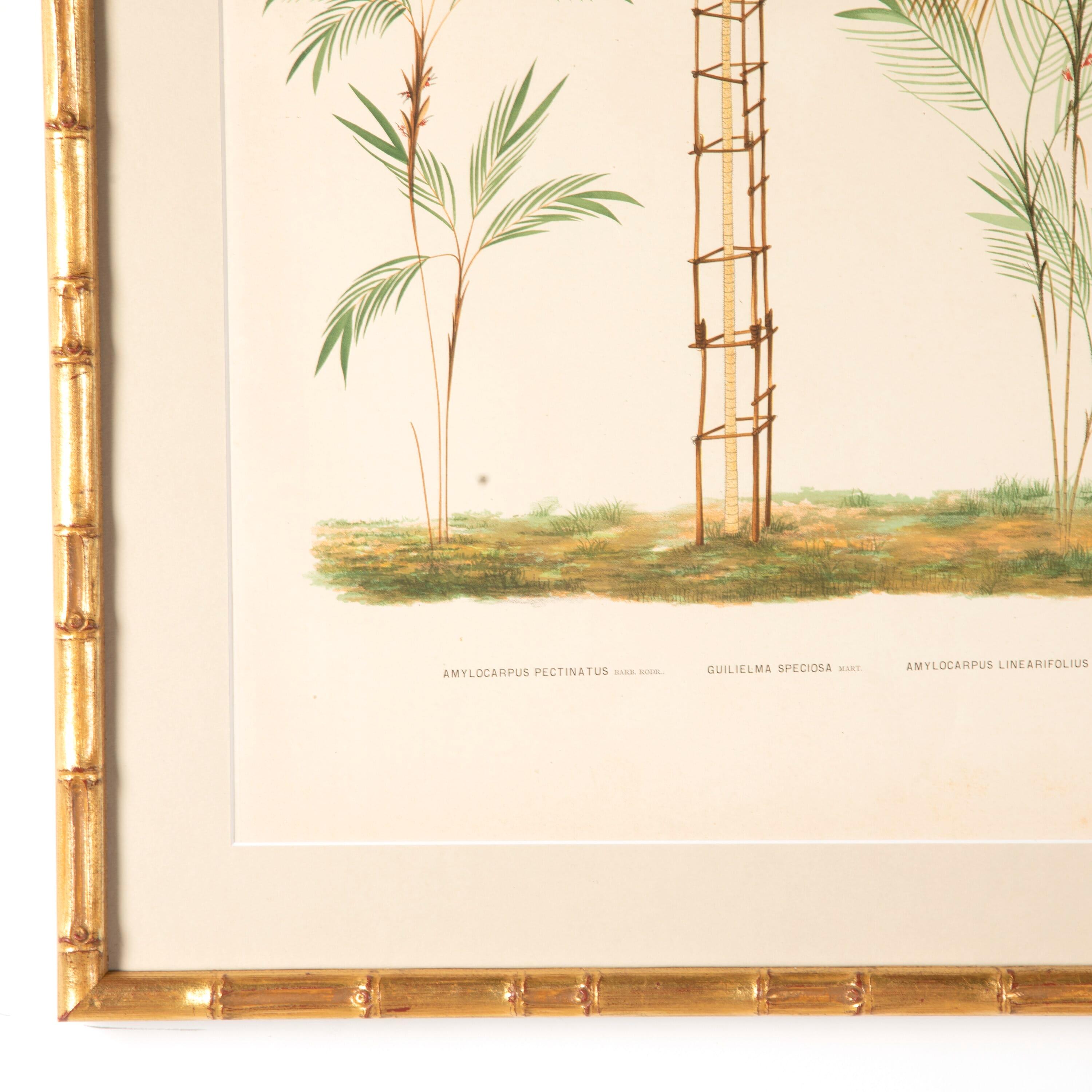 Wood Six Chromolithographs of Brazilian Palms by Joao Barbosa Rodrigues