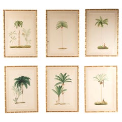 Six Chromolithographs of Brazilian Palms by Joao Barbosa Rodrigues