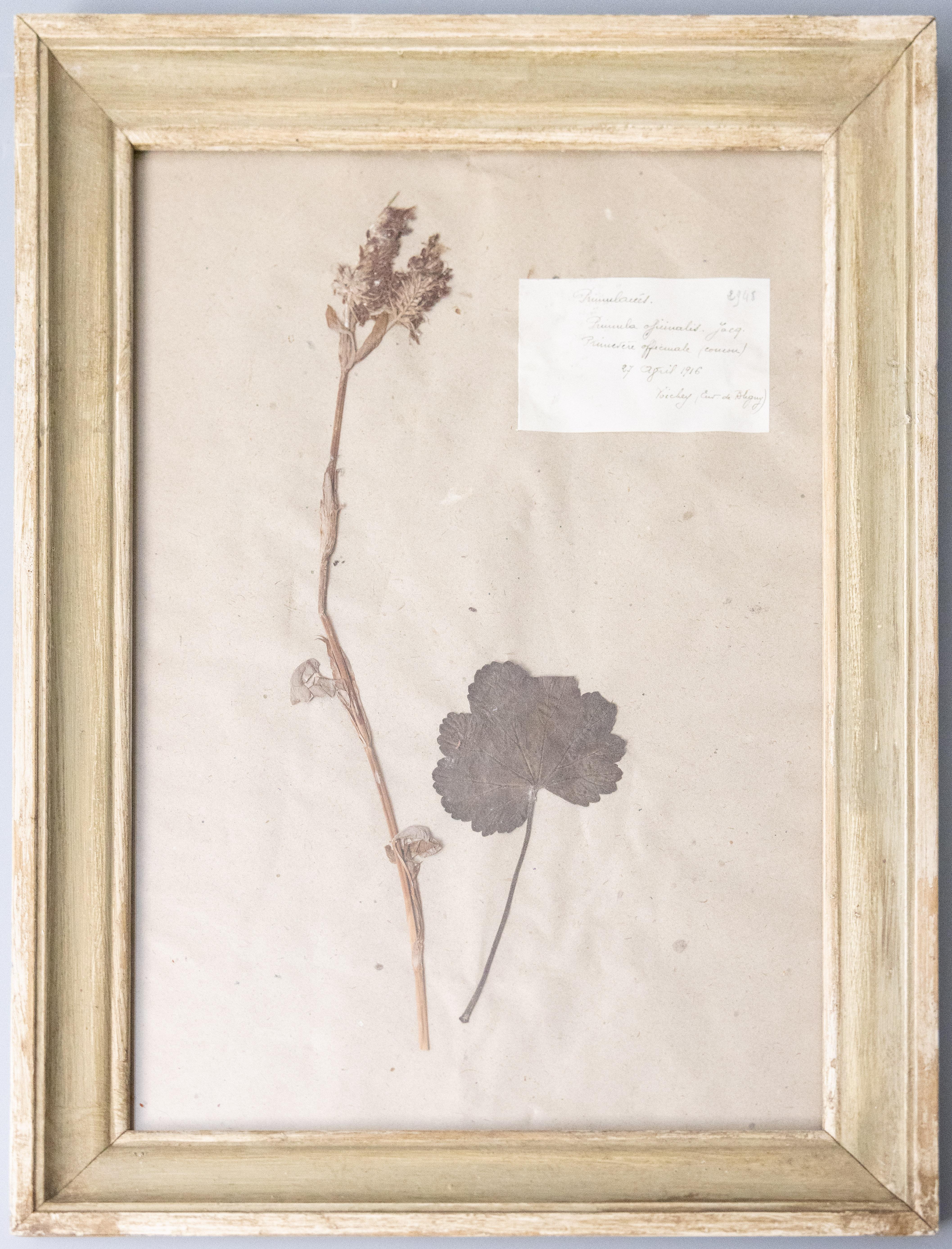 Six Custom Framed French Herbarium Botanical Specimens 3