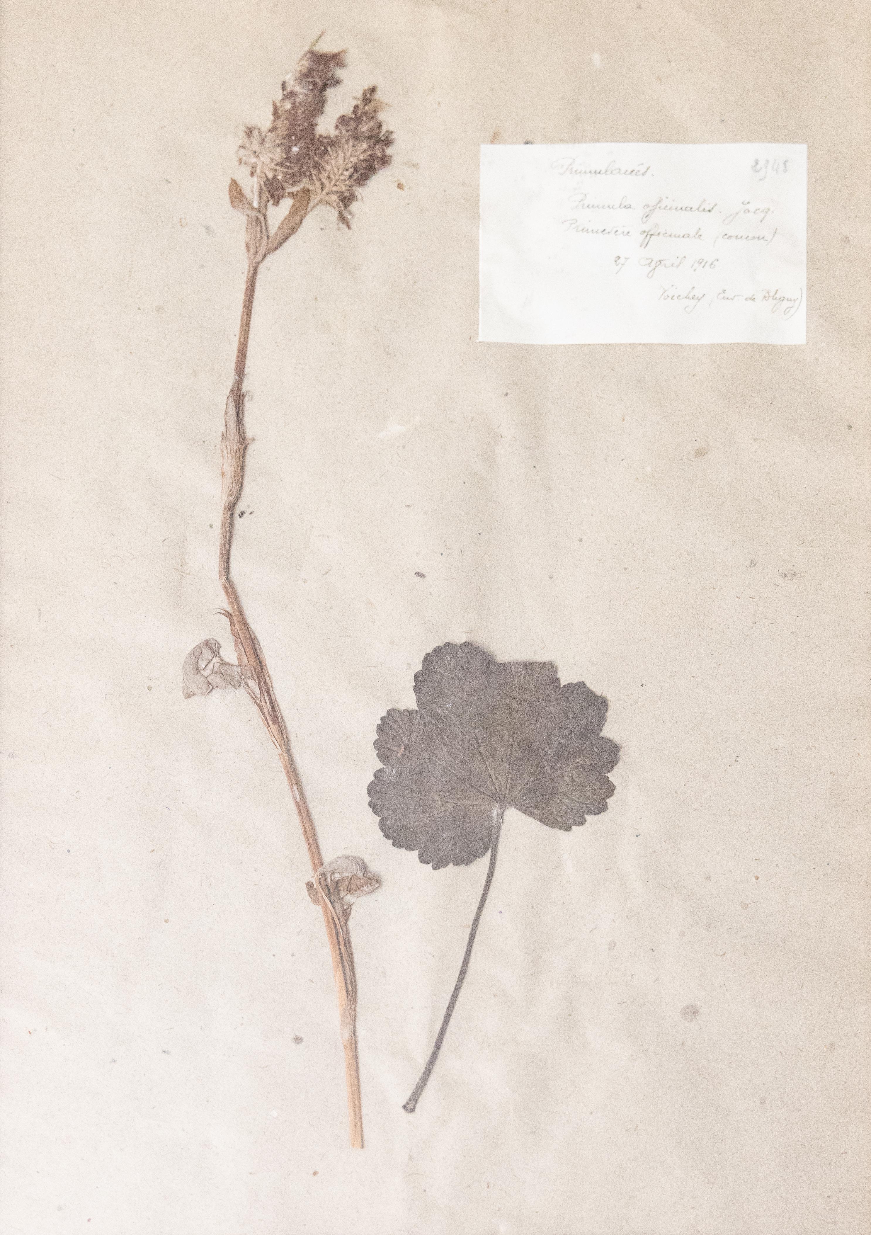 Six Custom Framed French Herbarium Botanical Specimens 4