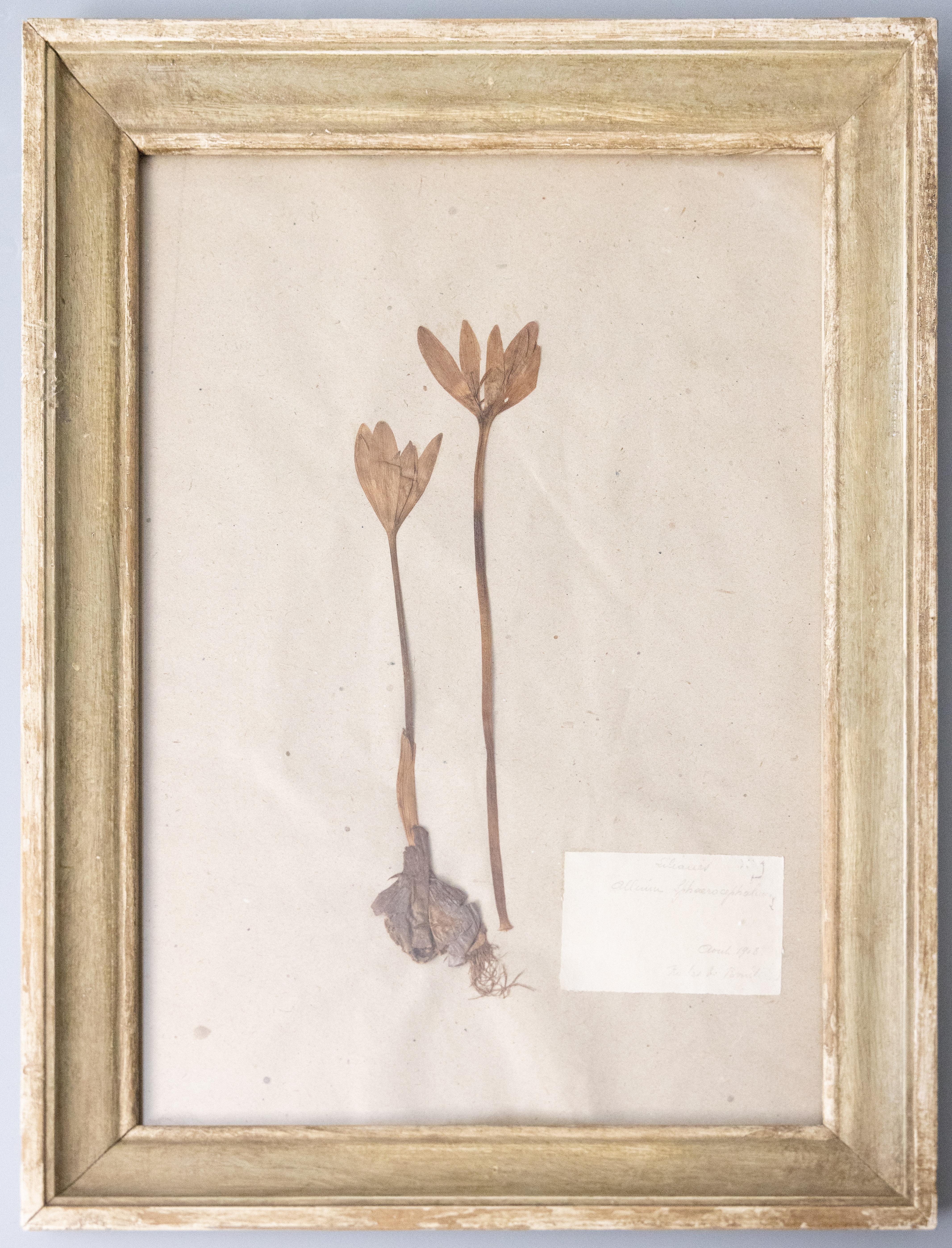 Six Custom Framed French Herbarium Botanical Specimens 5