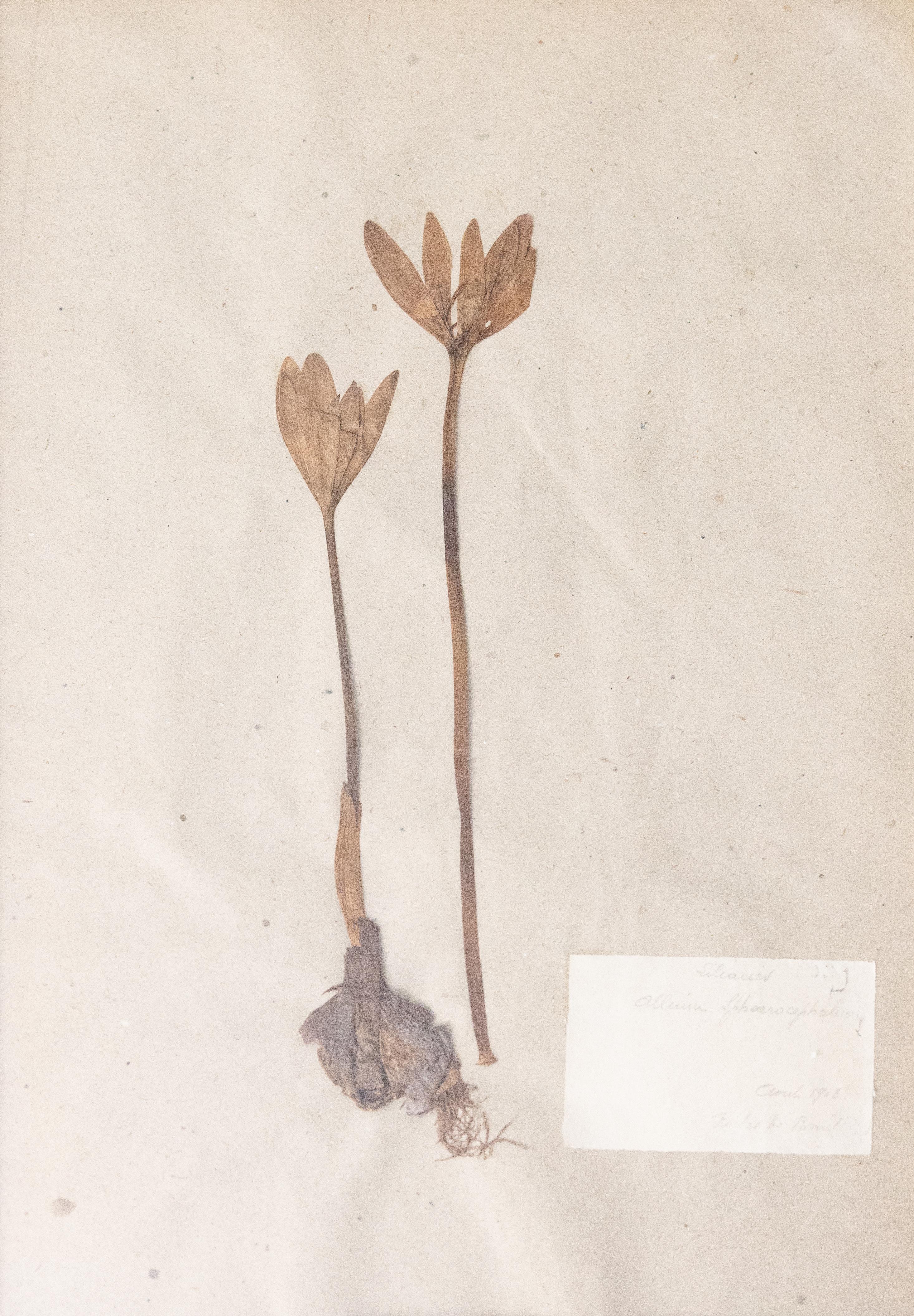Six Custom Framed French Herbarium Botanical Specimens 6