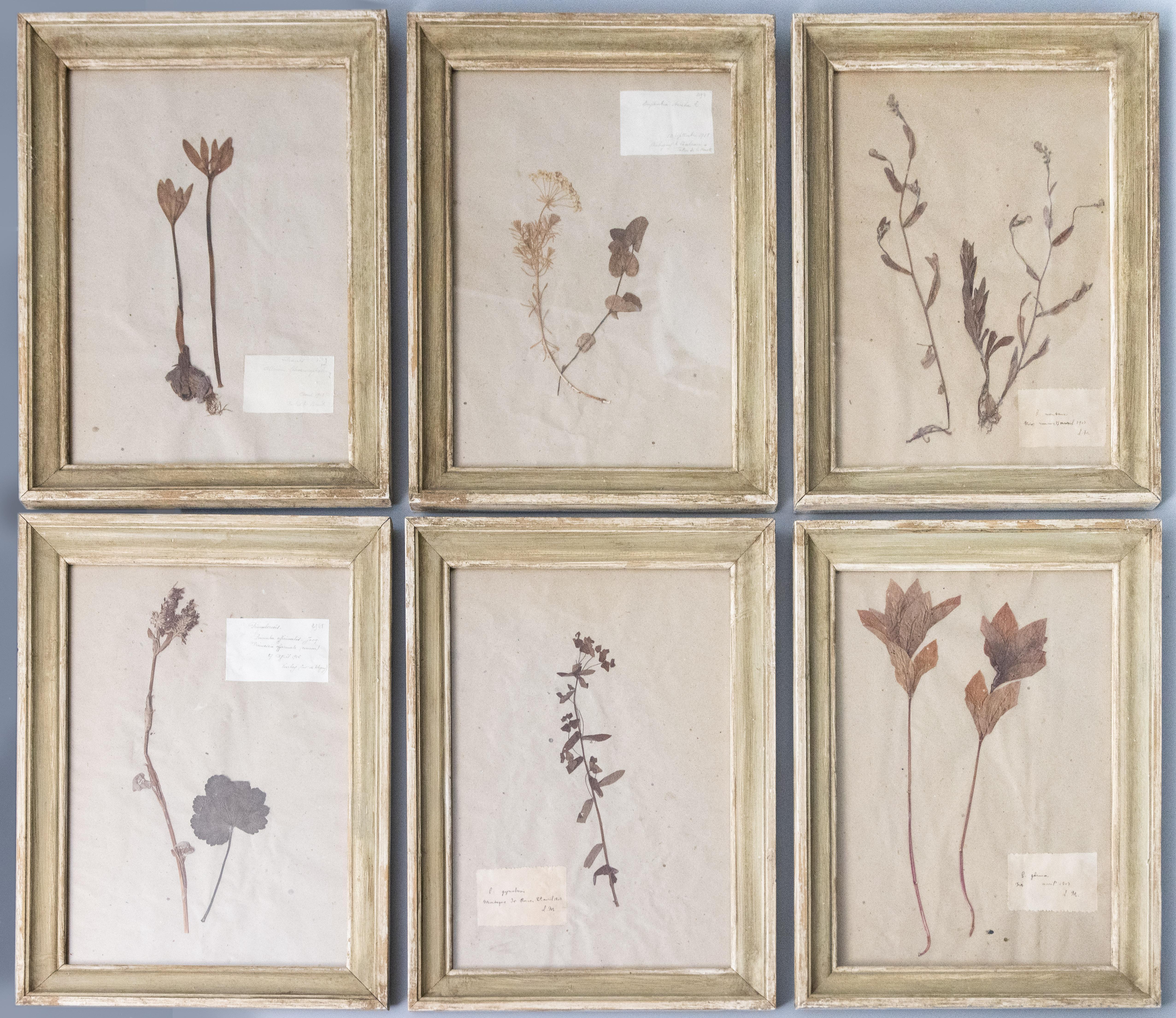 Six Custom Framed French Herbarium Botanical Specimens 8