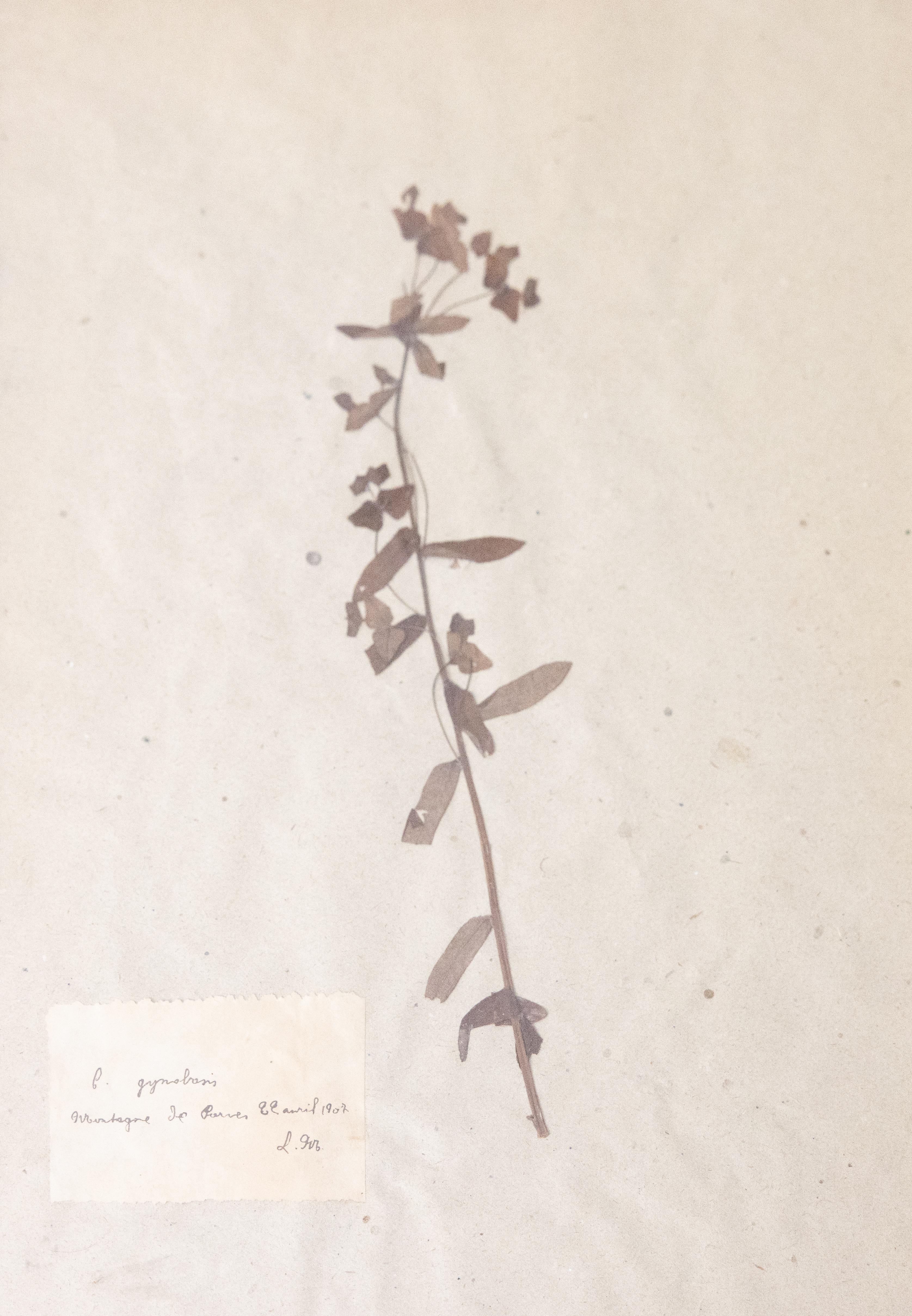 French Provincial Six Custom Framed French Herbarium Botanical Specimens