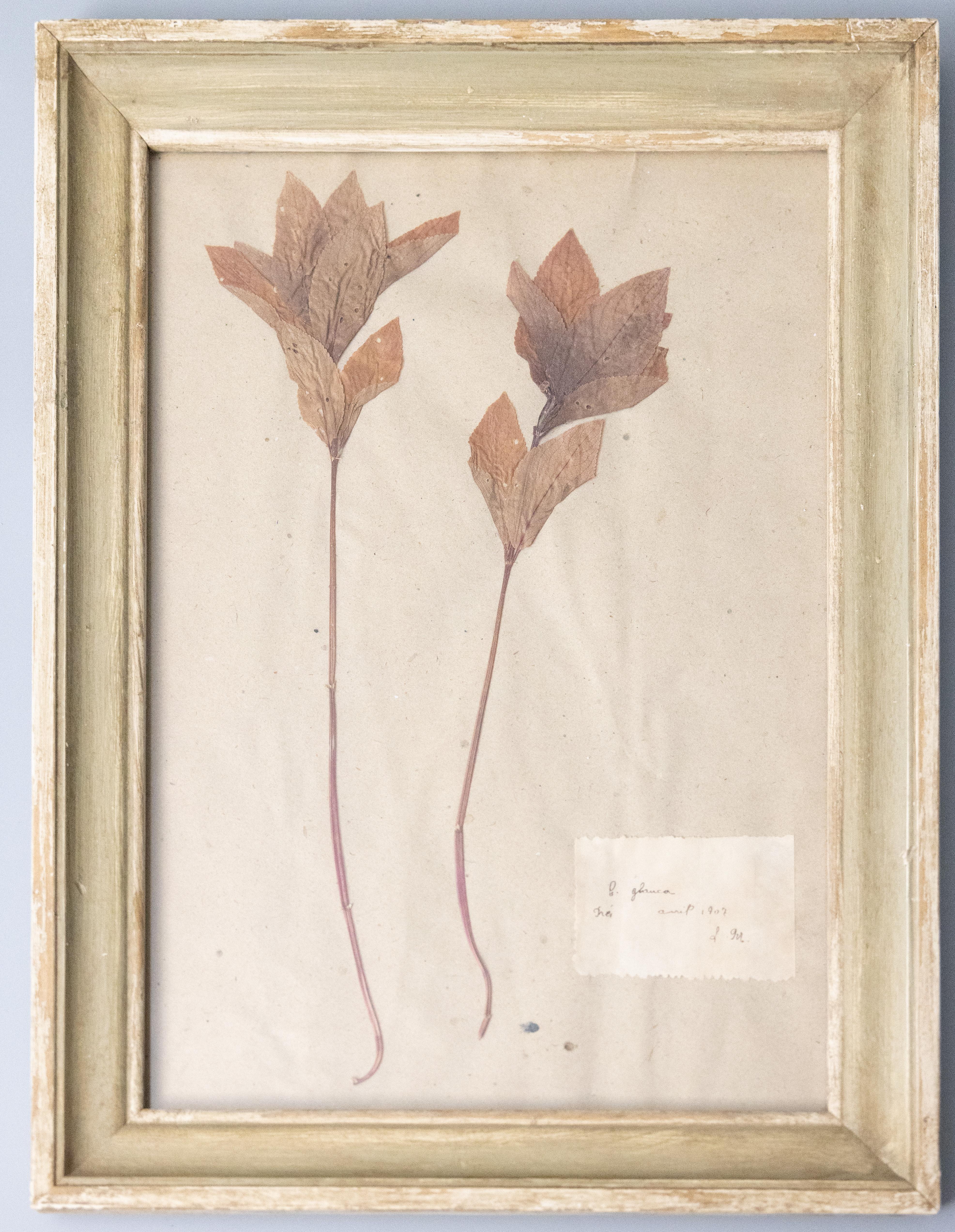 Hand-Crafted Six Custom Framed French Herbarium Botanical Specimens
