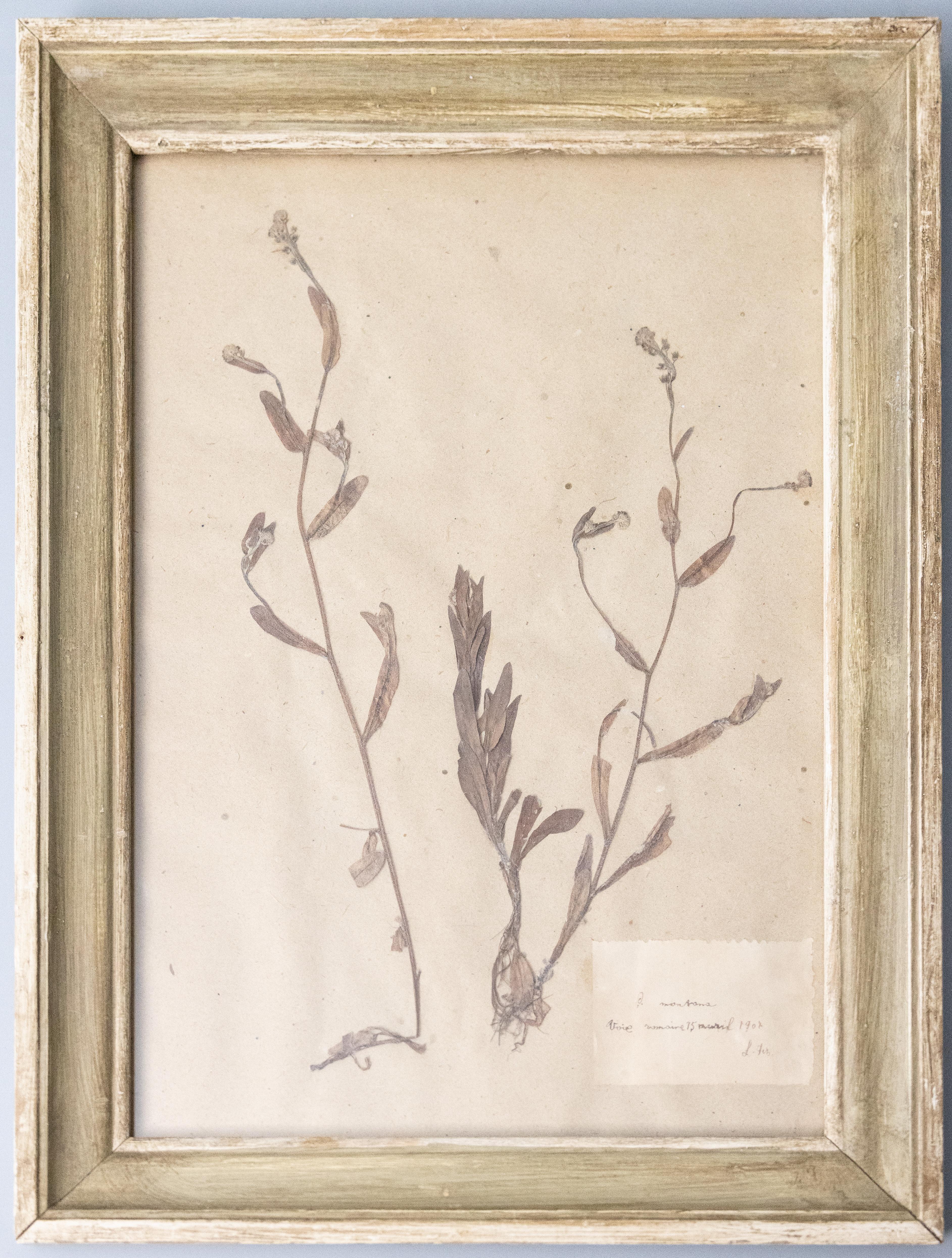 20th Century Six Custom Framed French Herbarium Botanical Specimens