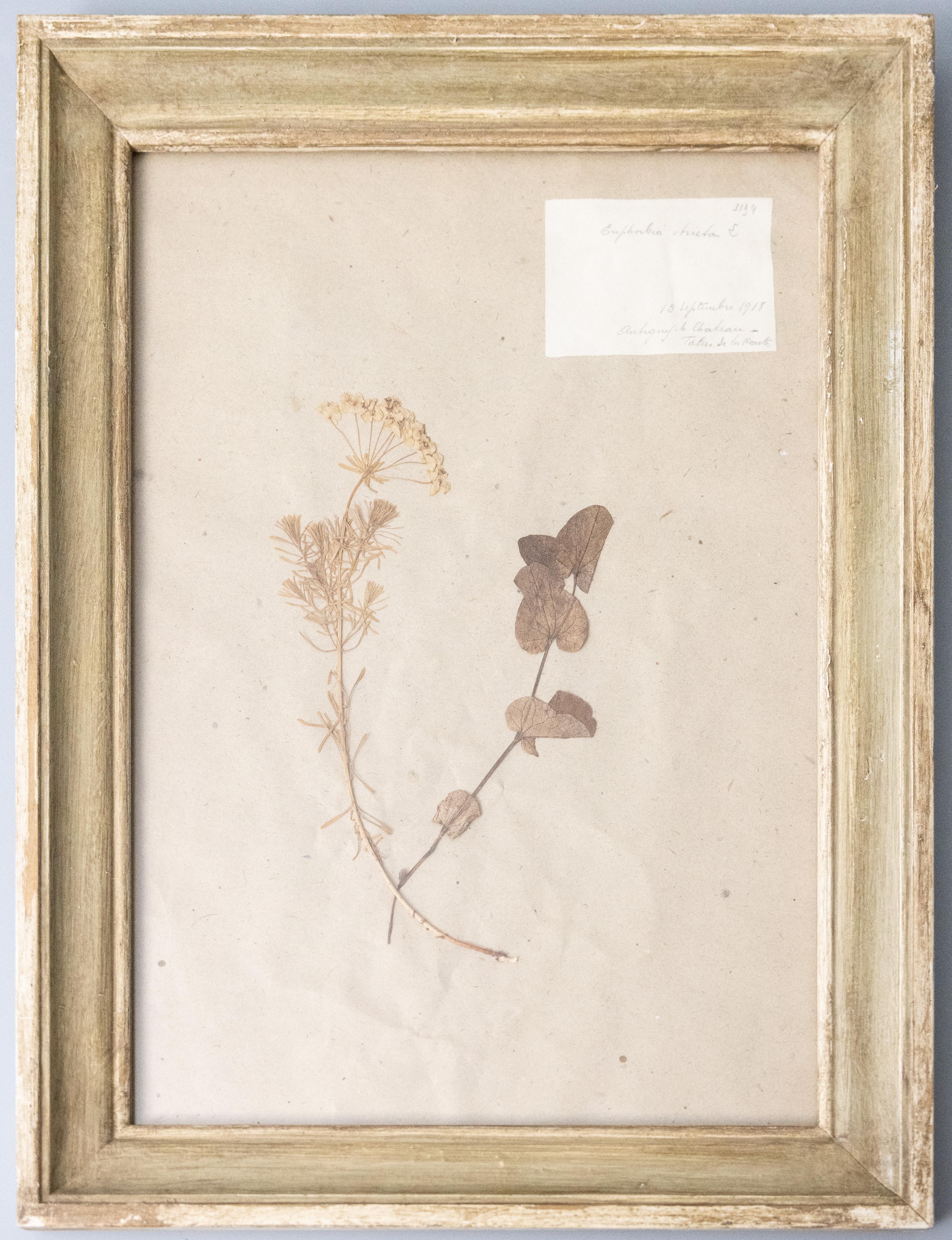Six Custom Framed French Herbarium Botanical Specimens 1