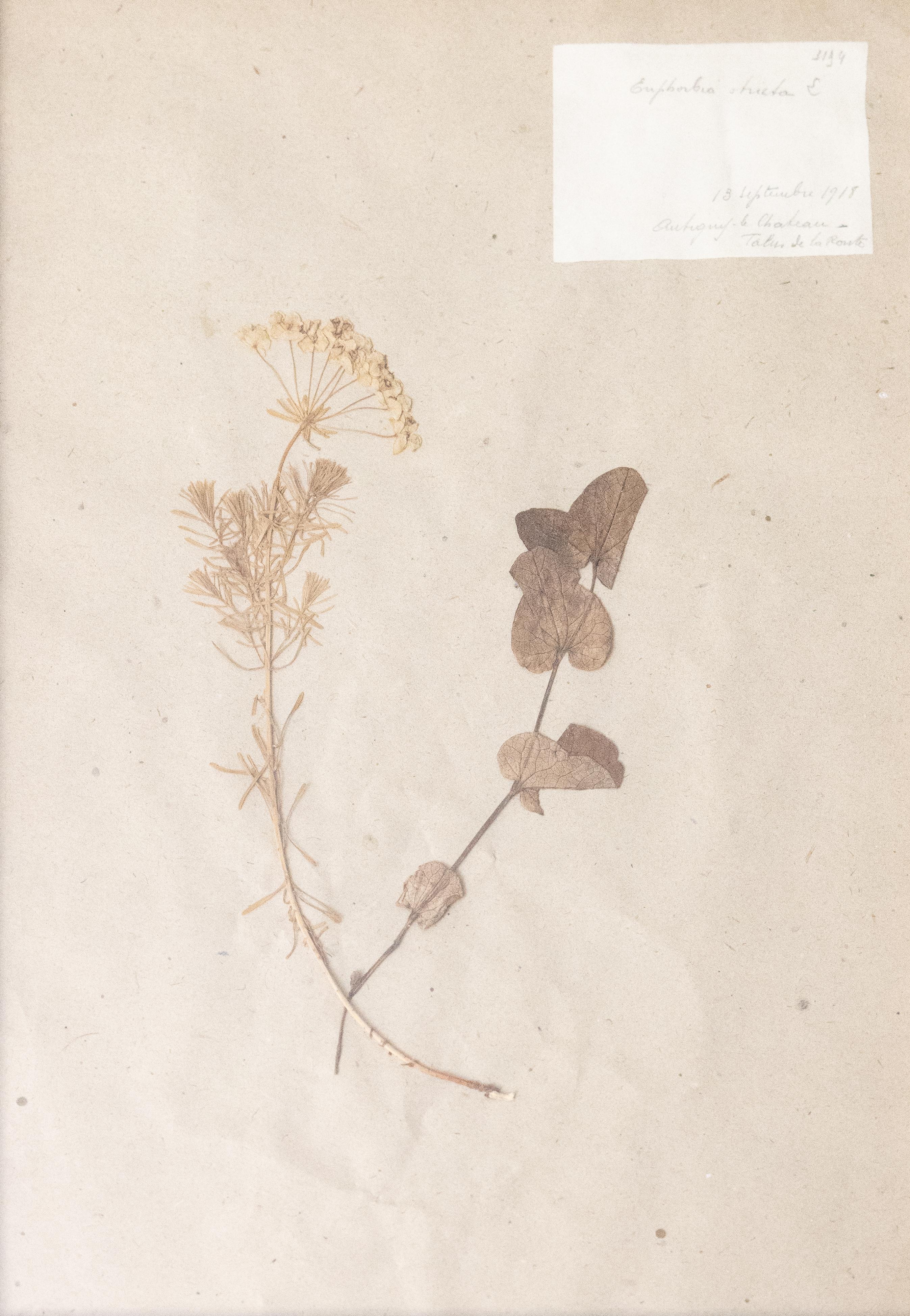 Six Custom Framed French Herbarium Botanical Specimens 2