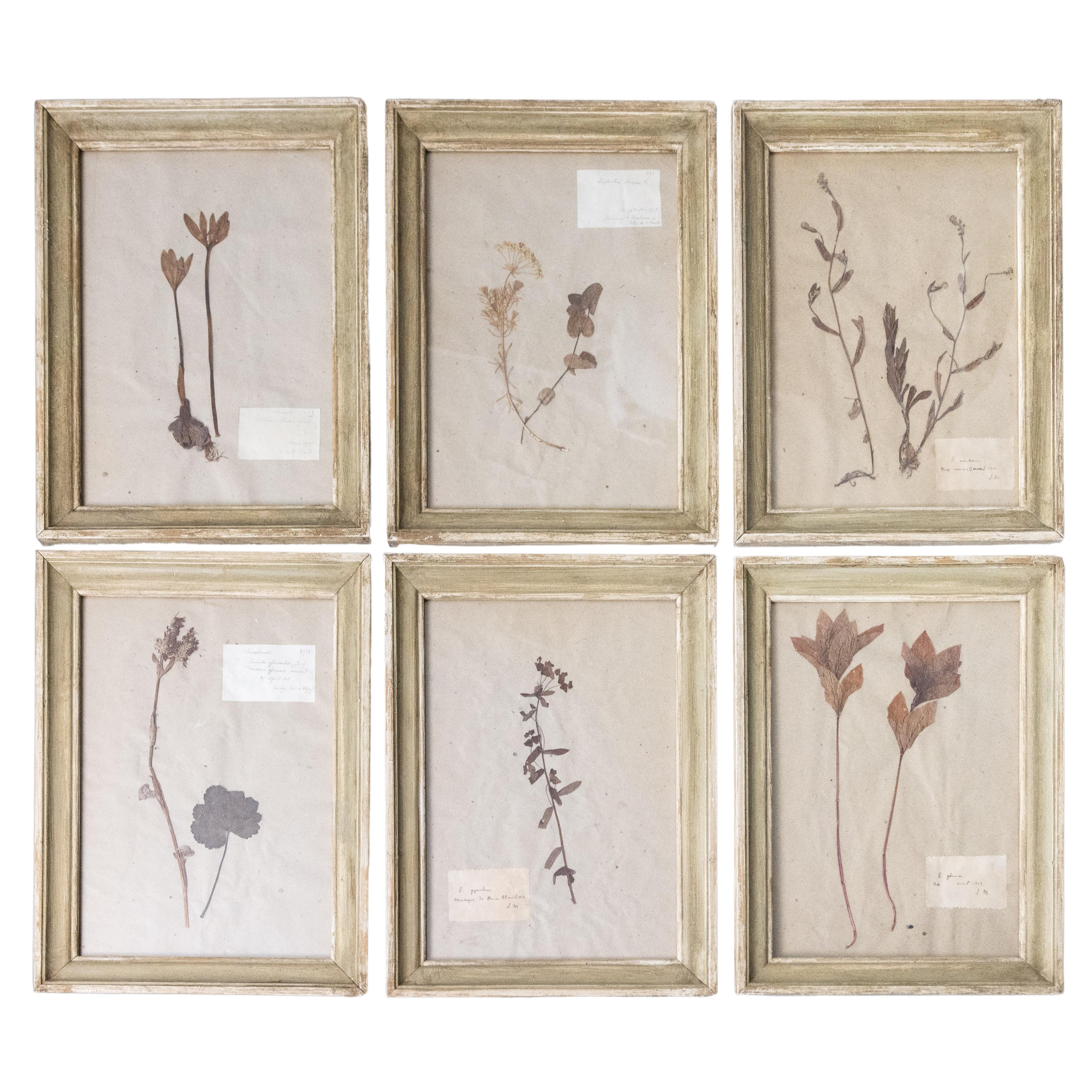 Six Custom Framed French Herbarium Botanical Specimens