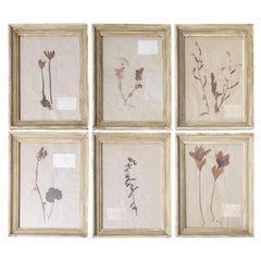 Antique Six Custom Framed French Herbarium Botanical Specimens