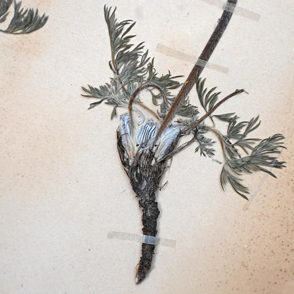 Six early 20th Century pressed botanic samples signed and dated 1906 For Sale 2