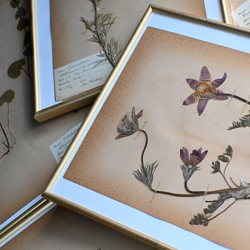 Six early 20th Century pressed botanic samples signed and dated 1906 For Sale 3