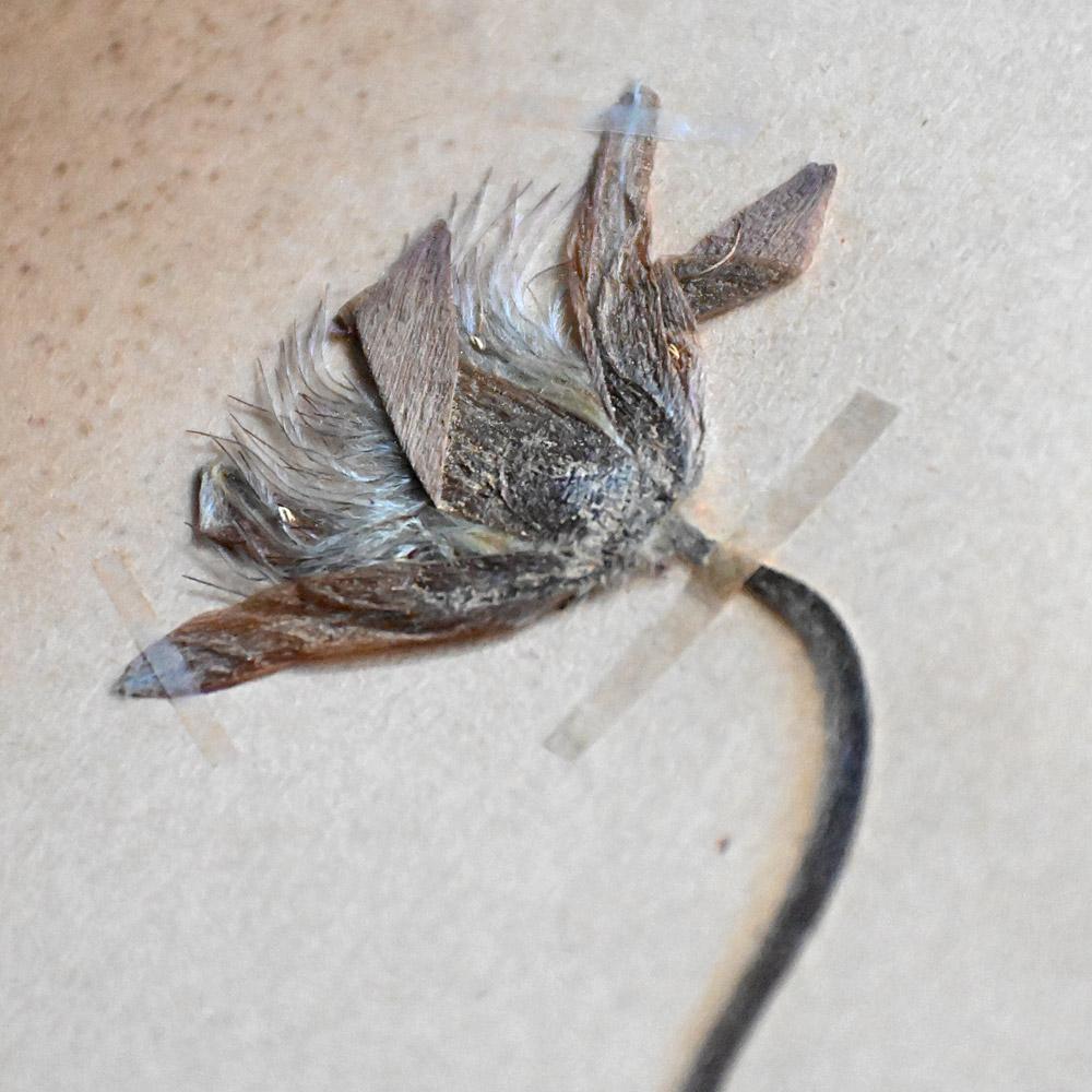 Six early 20th Century pressed botanic samples signed and dated 1906 For Sale 4