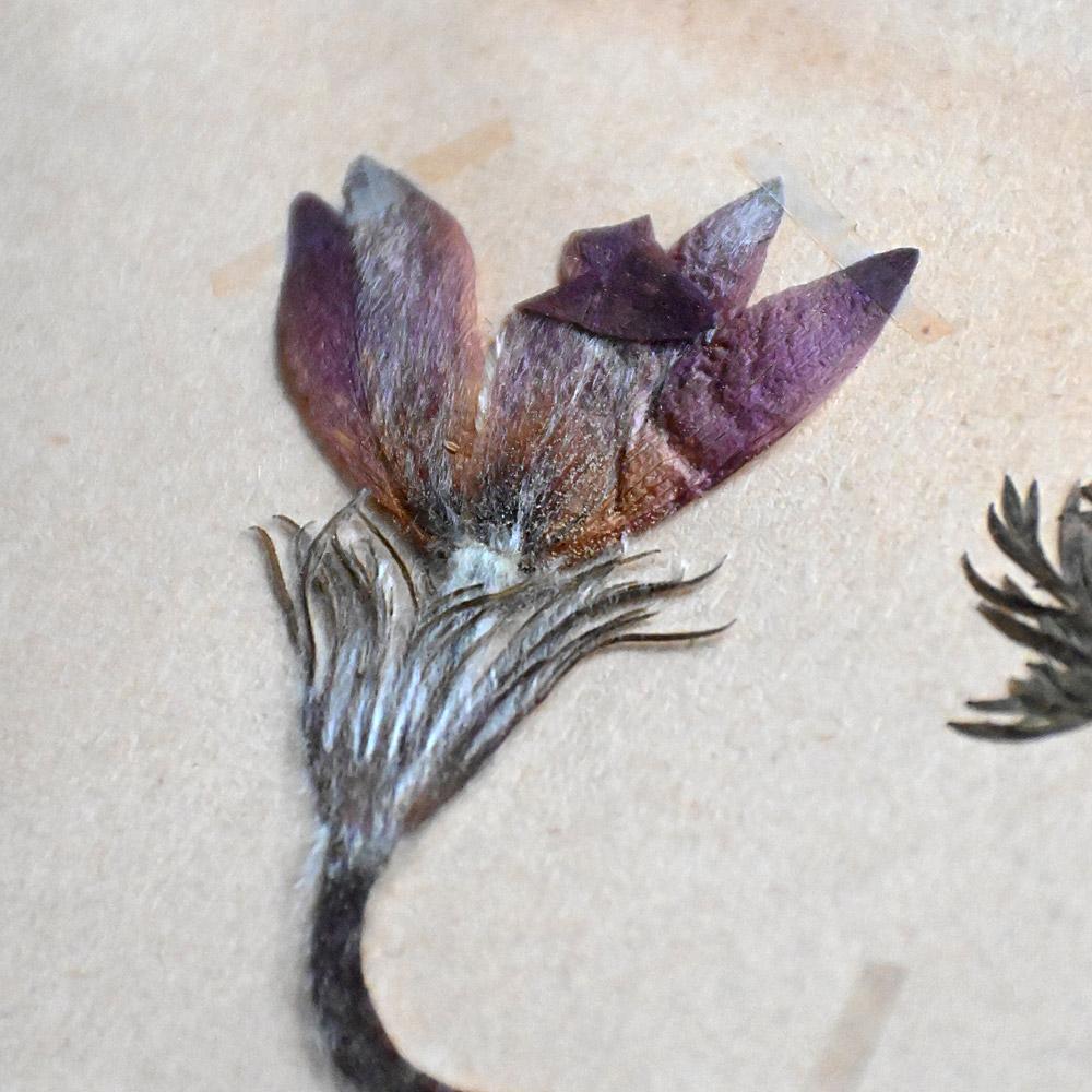 Six early 20th Century pressed botanic samples signed and dated 1906 For Sale 5