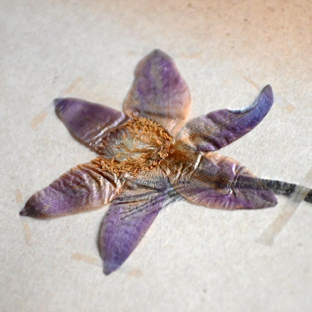 Six early 20th Century pressed botanic samples signed and dated 1906 For Sale 6