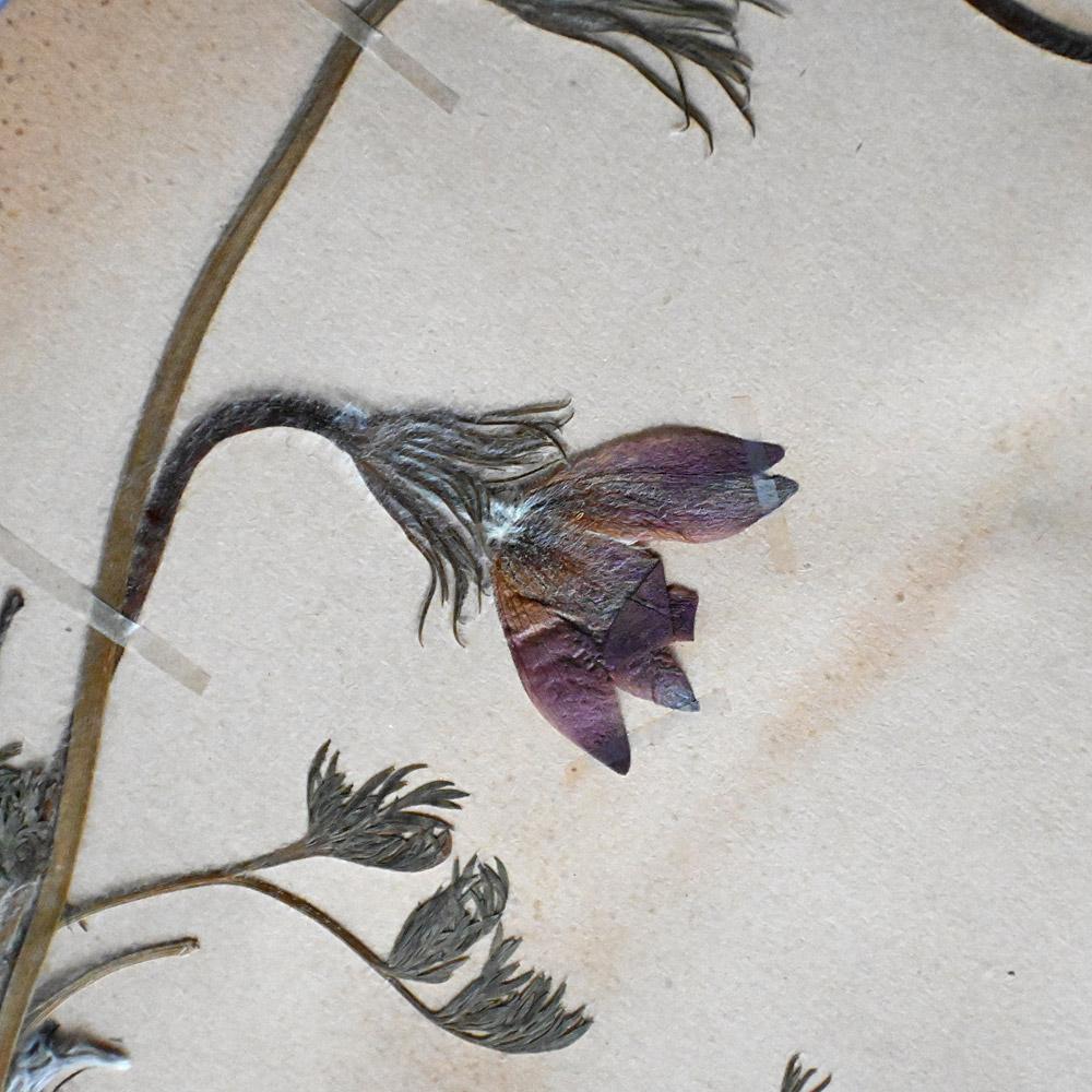 Six early 20th Century pressed botanic samples signed and dated 1906 For Sale 7