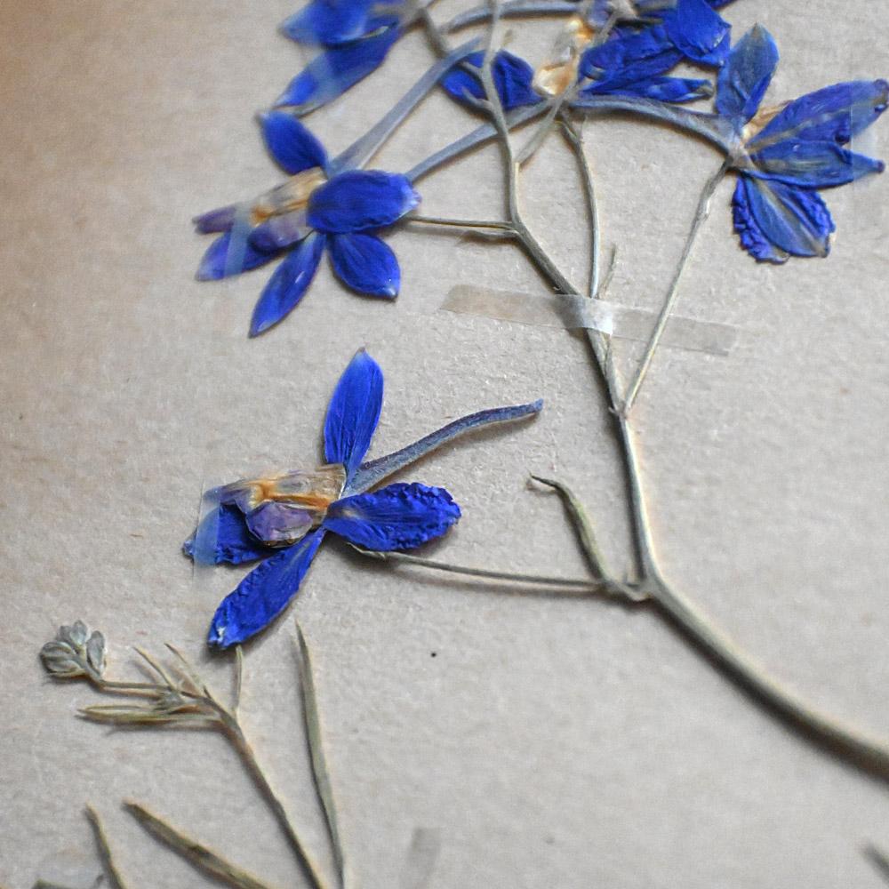 Six early 20th Century pressed botanic samples signed and dated 1906 For Sale 8