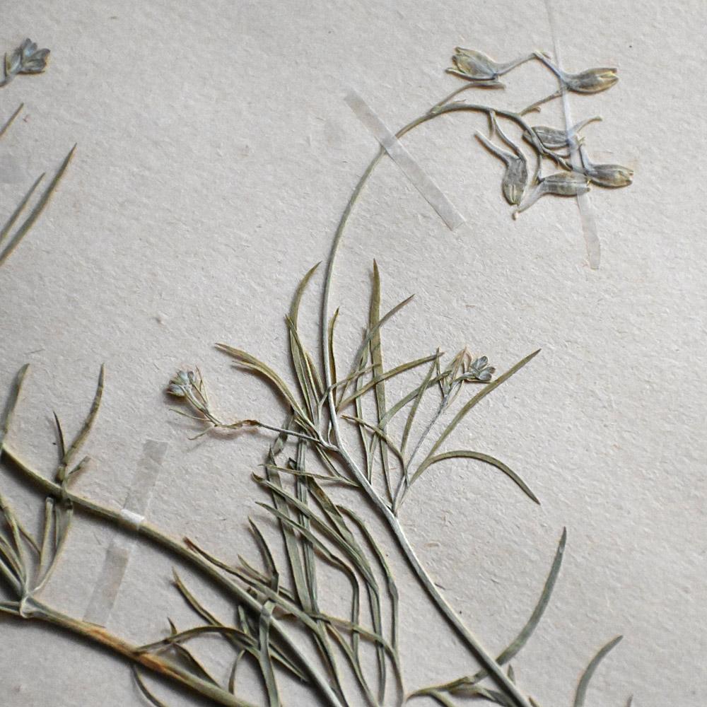 Six early 20th Century pressed botanic samples signed and dated 1906 For Sale 9