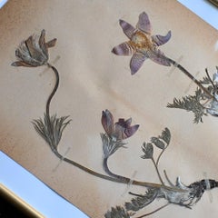 Six early 20th Century pressed botanic samples signed and dated 1906