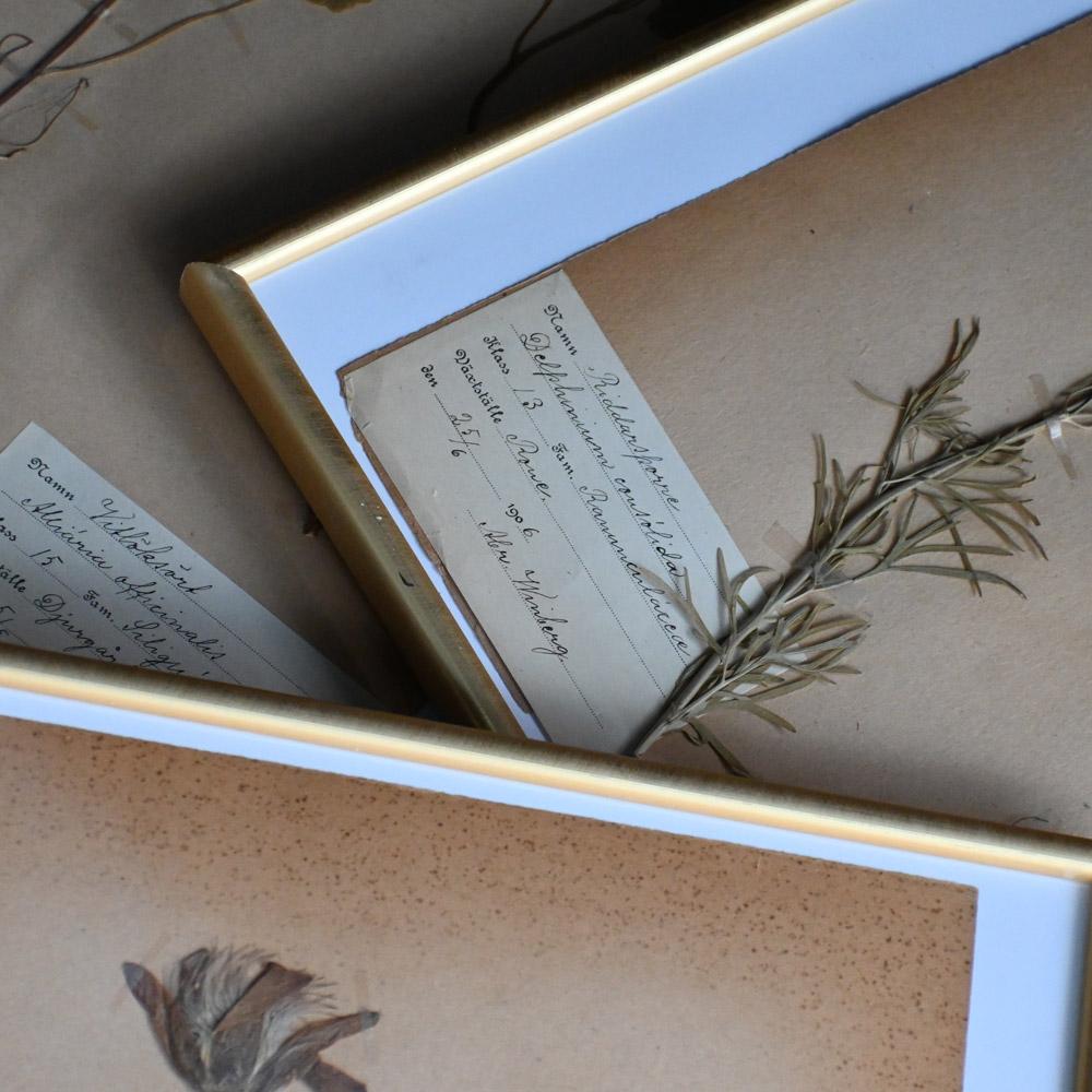 Victorian Six early 20th Century pressed botanic samples signed and dated 1906 For Sale