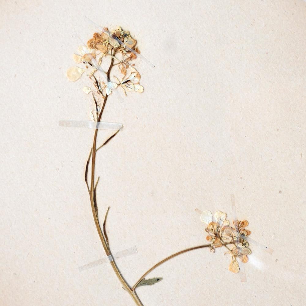 Hand-Crafted Six early 20th Century pressed botanic samples signed and dated 1906 For Sale