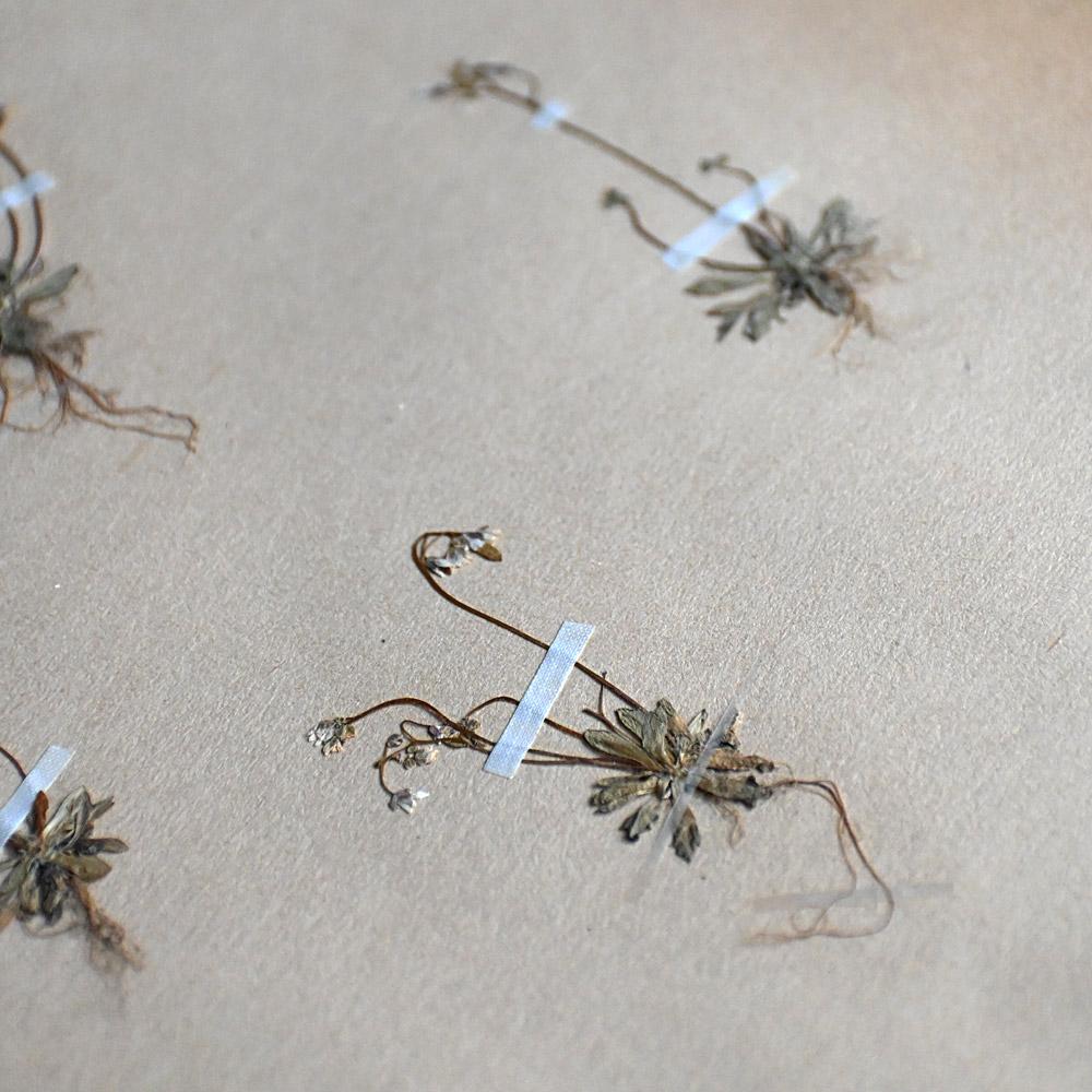 Six early 20th Century pressed botanic samples signed and dated 1906 In Fair Condition For Sale In London, GB