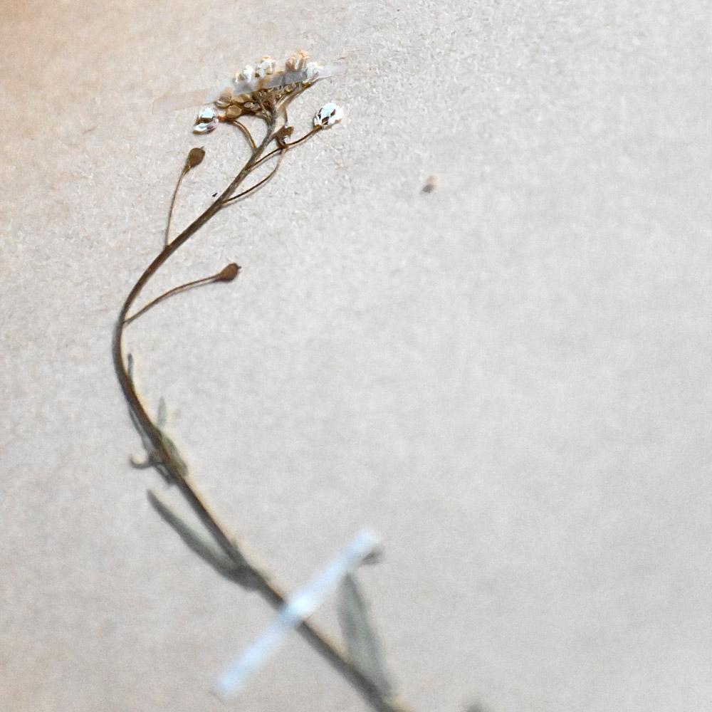 19th Century Six early 20th Century pressed botanic samples signed and dated 1906 For Sale