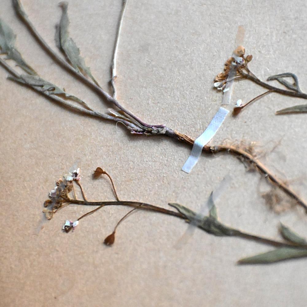 Natural Fiber Six early 20th Century pressed botanic samples signed and dated 1906 For Sale