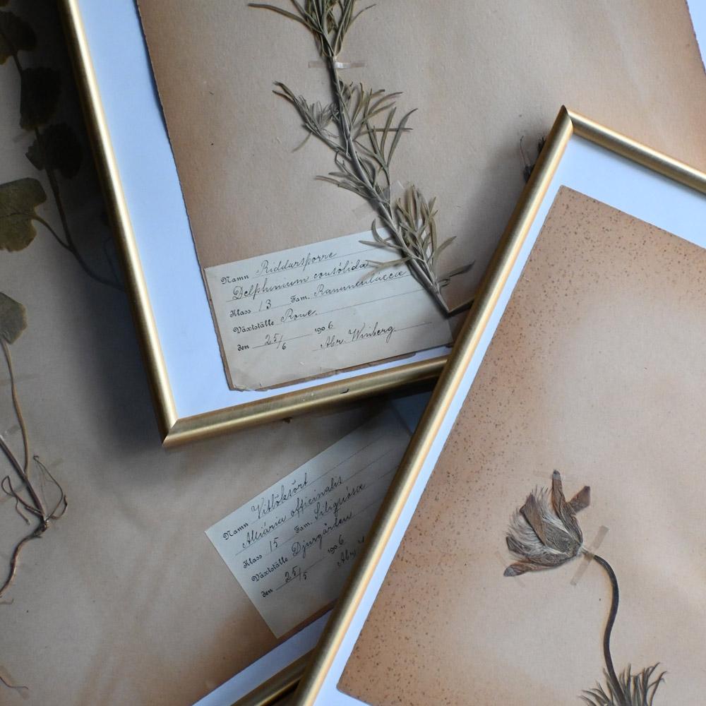 Six early 20th Century pressed botanic samples signed and dated 1906 For Sale 1