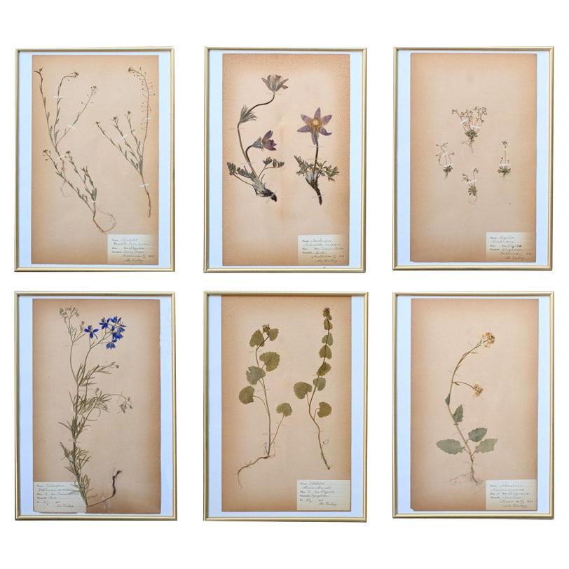 Six early 20th Century pressed botanic samples signed and dated 1906