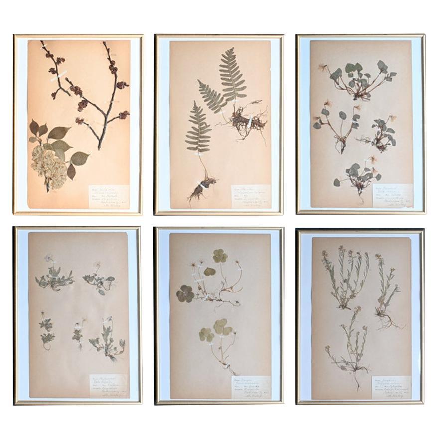 Six early 20th Century pressed botanic samples signed and dated 1906