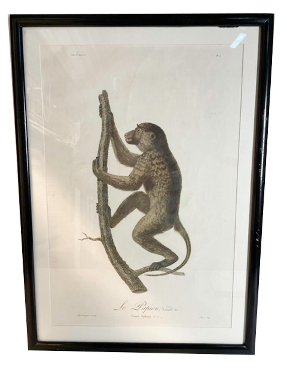 Six Framed Jean-Baptiste Audebert Prints of Monkeys, France, C.1798 For Sale 4