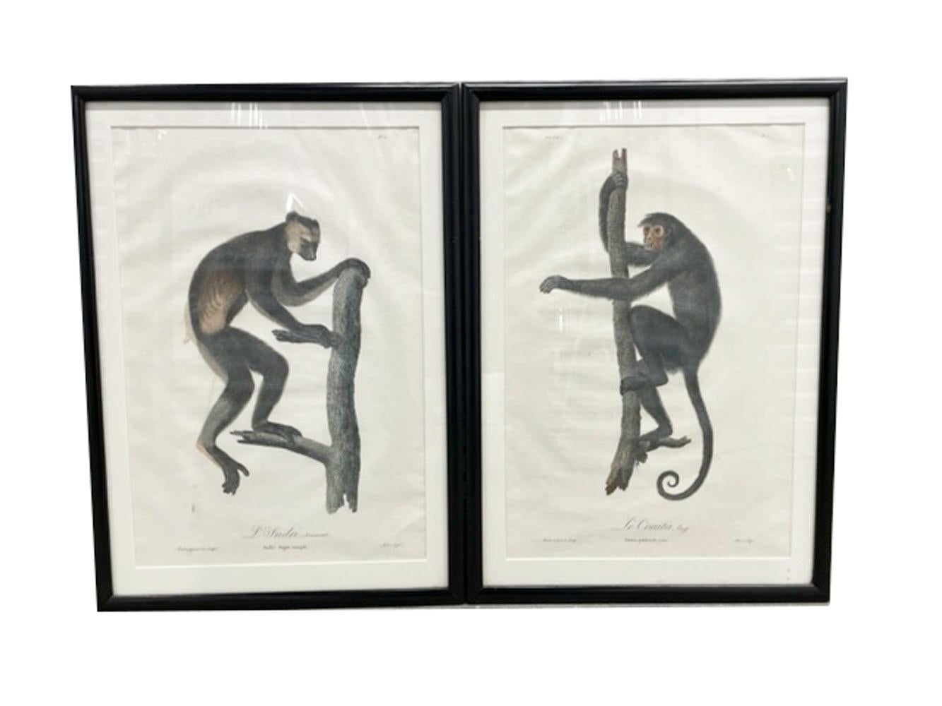 Six Framed Jean-Baptiste Audebert Prints of Monkeys, France, C.1798 For Sale 5