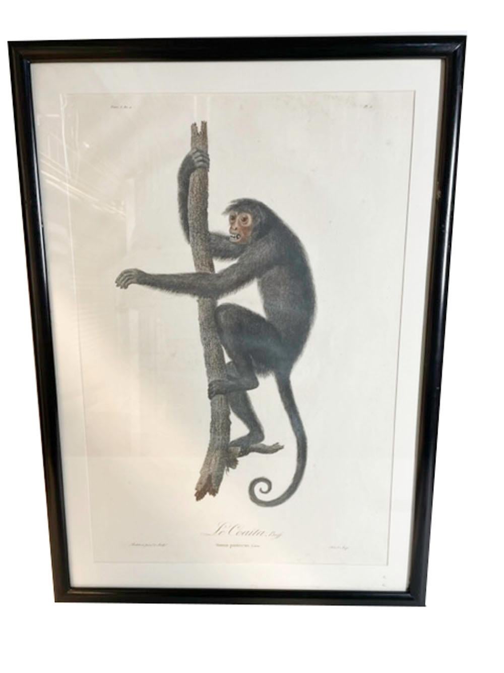 Six estampes de singes encadrées de Jean-Baptiste Audebert, France, C.1798 en vente 6