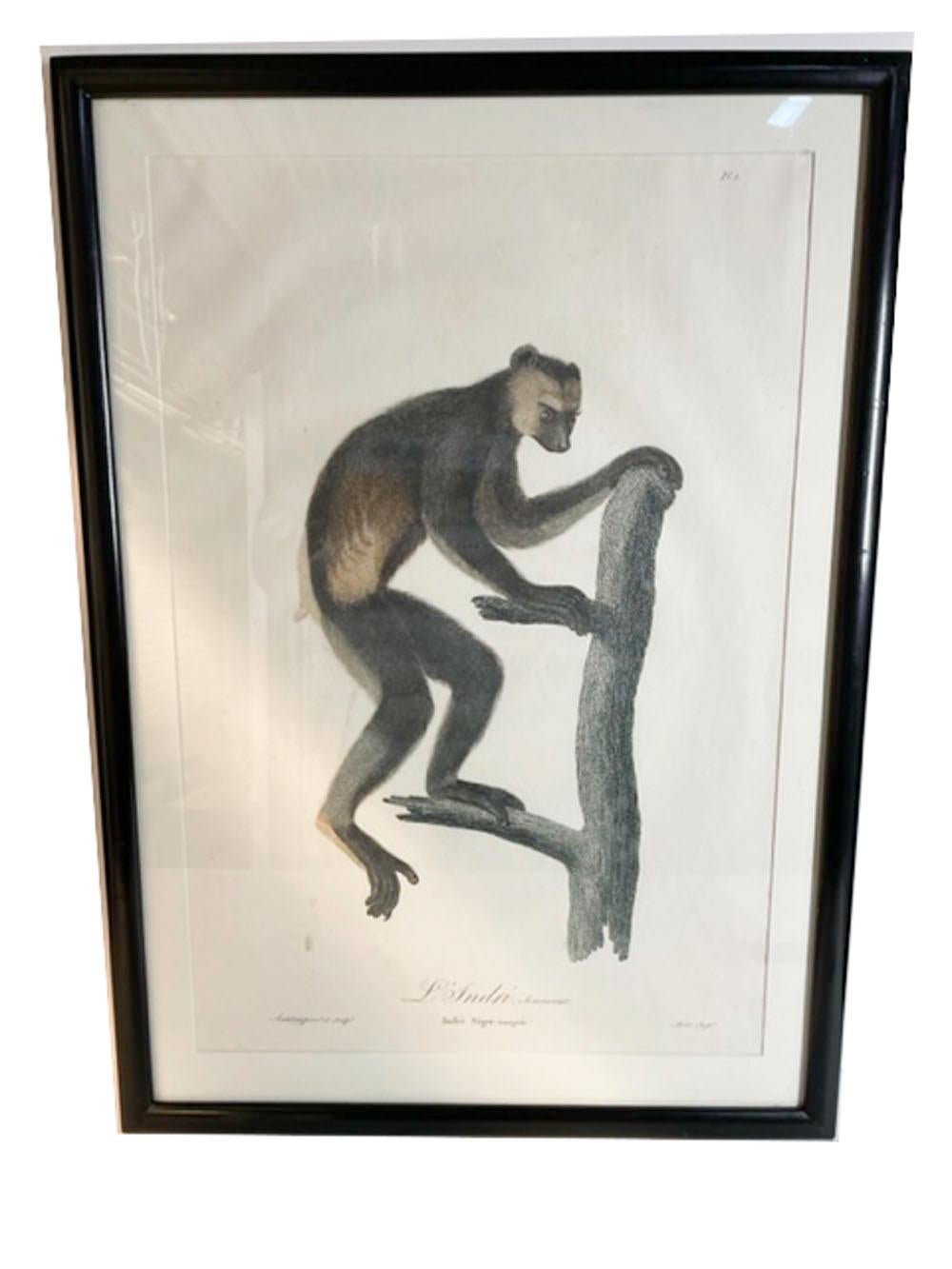 Six estampes de singes encadrées de Jean-Baptiste Audebert, France, C.1798 en vente 9