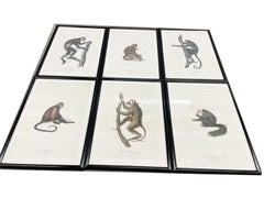 Six estampes de singes encadrées de Jean-Baptiste Audebert, France, C.1798