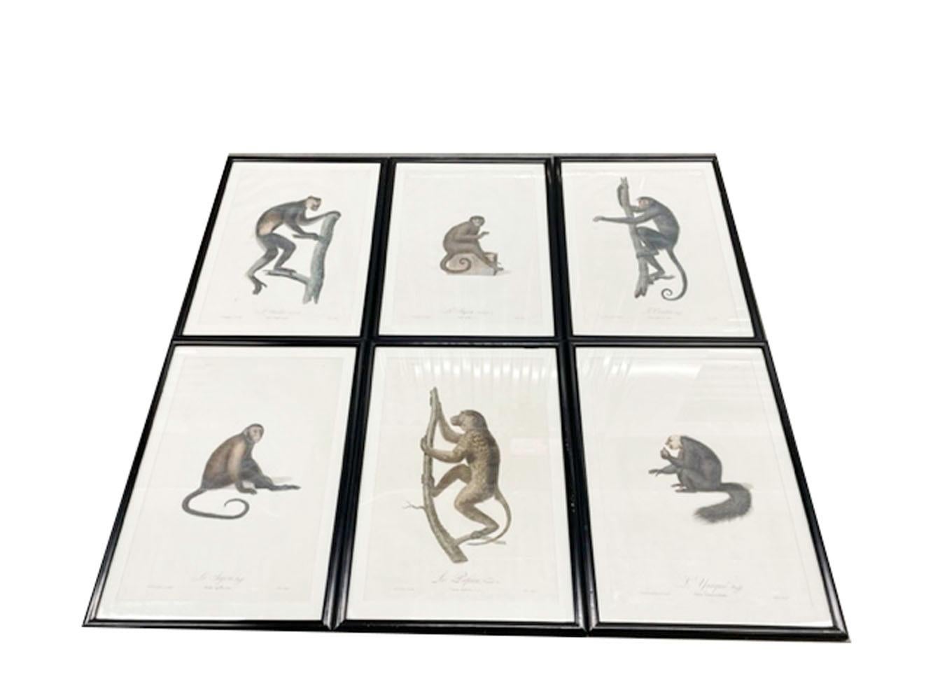 French Six Framed Jean-Baptiste Audebert Prints of Monkeys, France, C.1798 For Sale