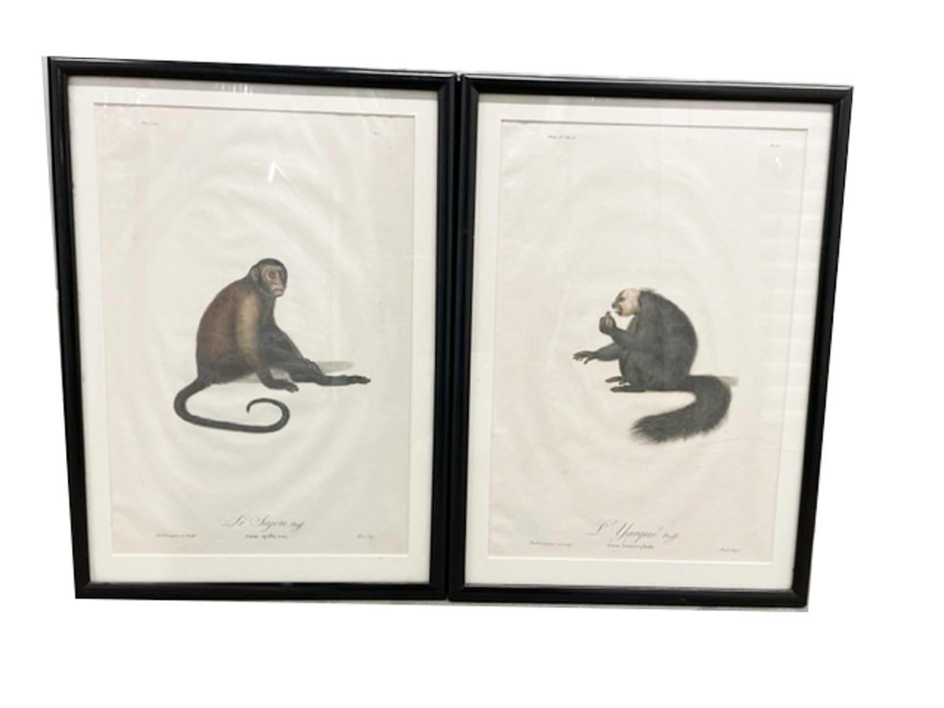 XVIIIe siècle Six estampes de singes encadrées de Jean-Baptiste Audebert, France, C.1798 en vente