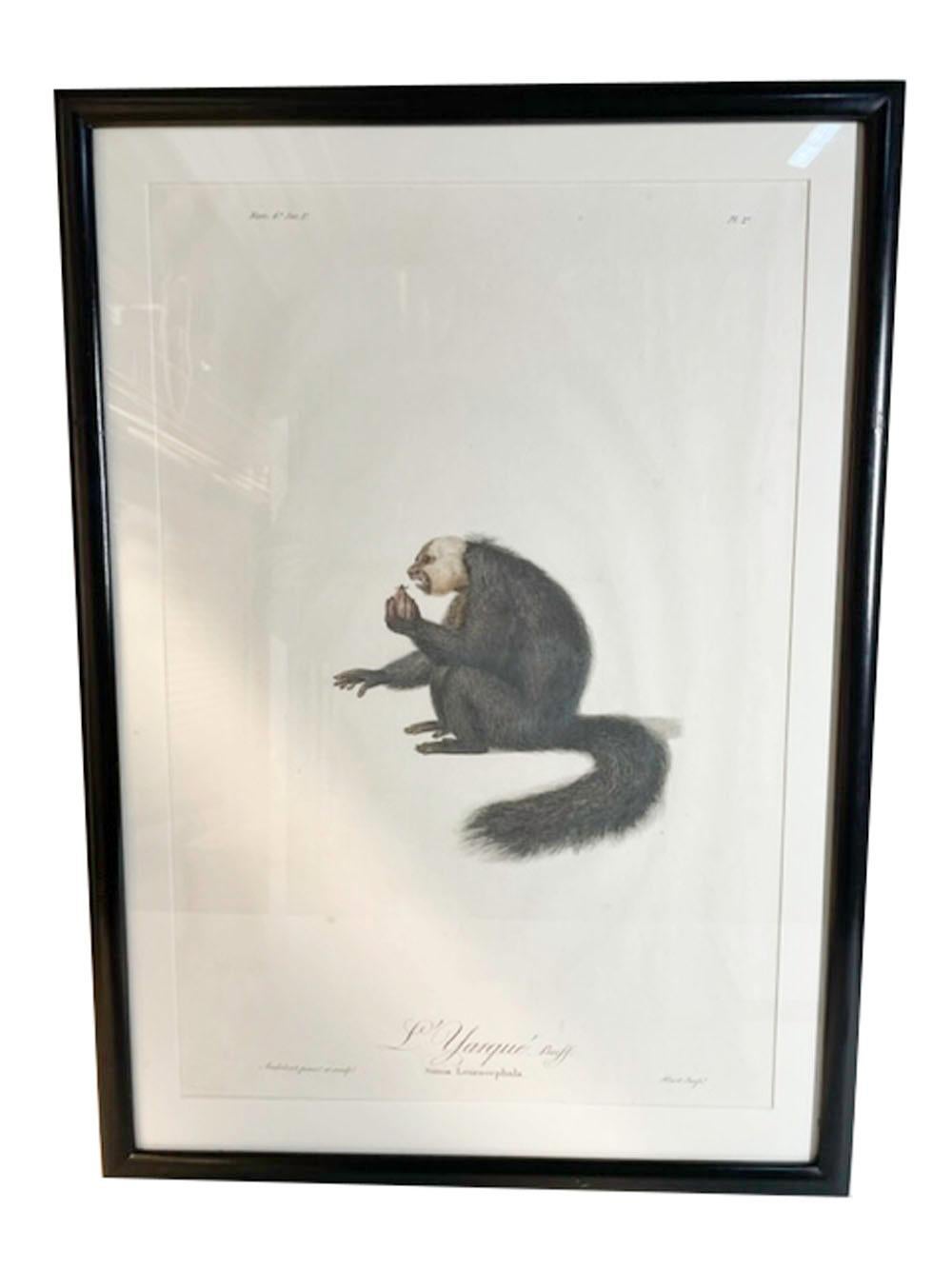 Paper Six Framed Jean-Baptiste Audebert Prints of Monkeys, France, C.1798 For Sale