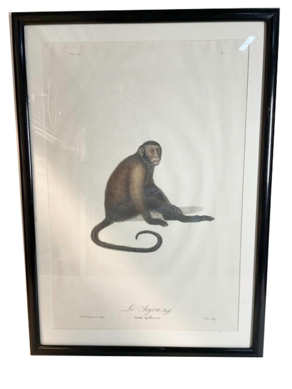Six estampes de singes encadrées de Jean-Baptiste Audebert, France, C.1798 en vente 1
