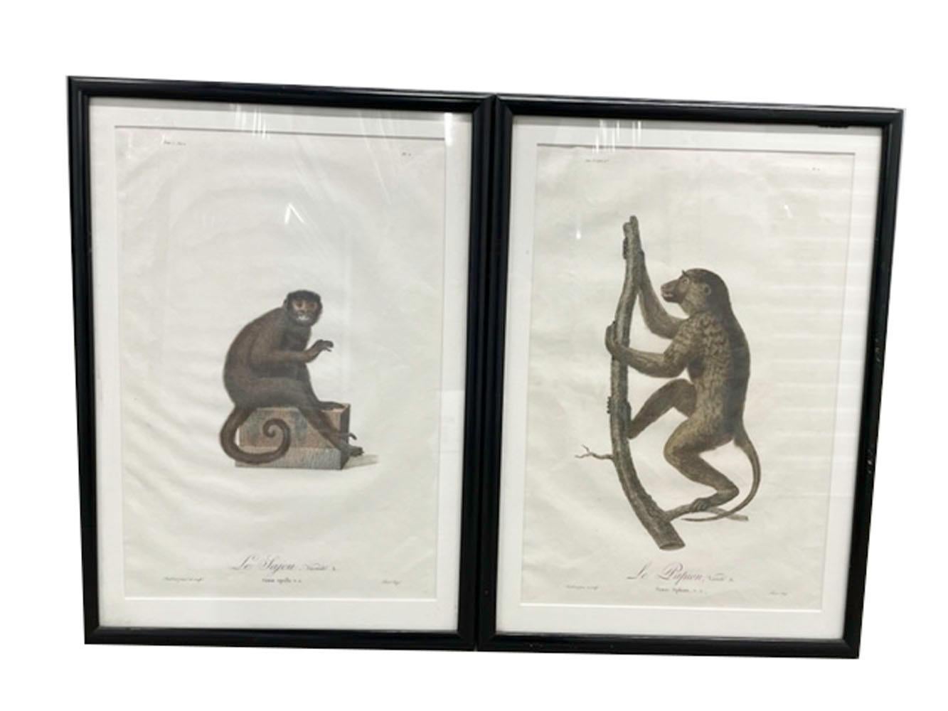 Six estampes de singes encadrées de Jean-Baptiste Audebert, France, C.1798 en vente 2