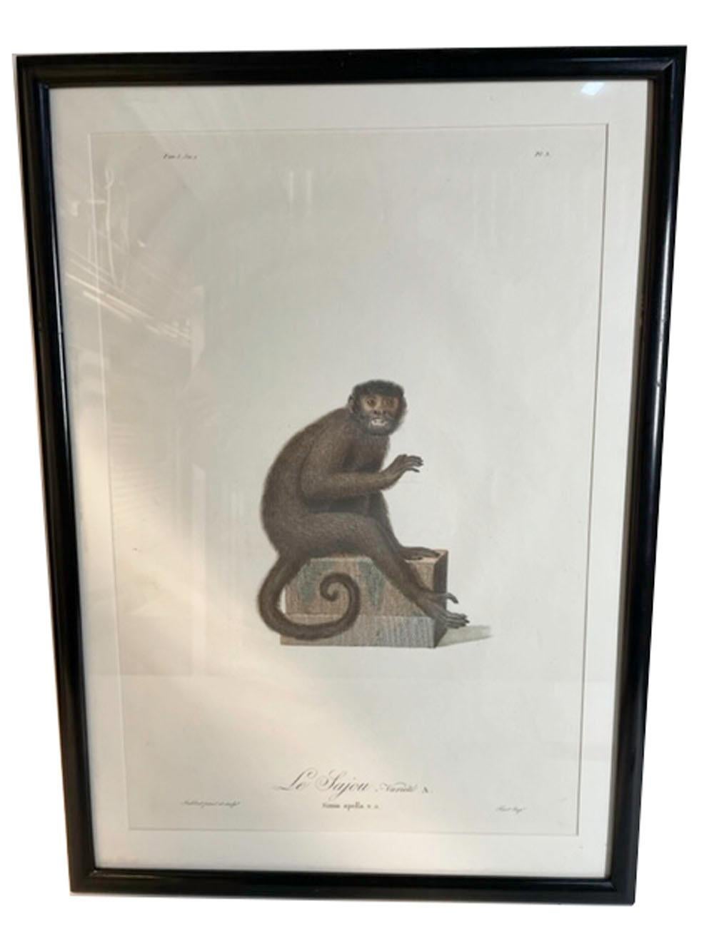 Six Framed Jean-Baptiste Audebert Prints of Monkeys, France, C.1798 For Sale 3