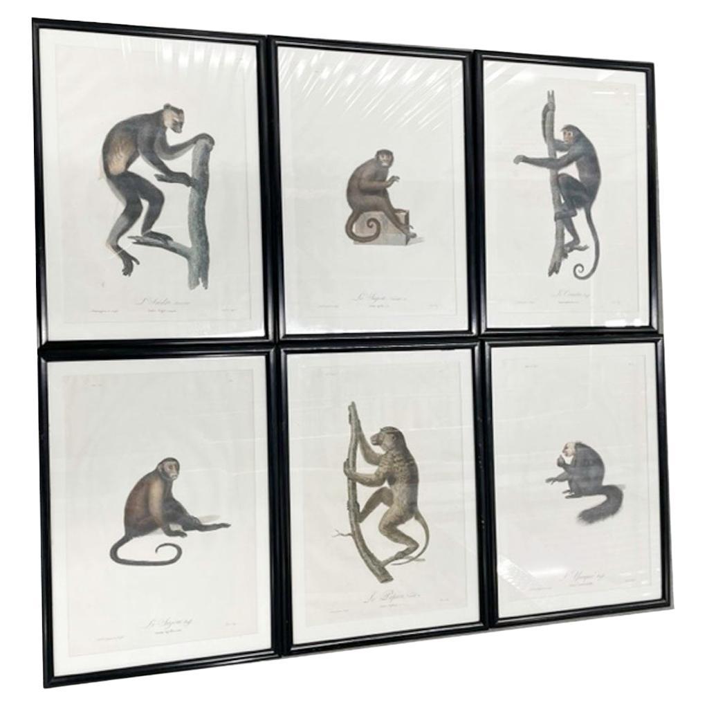 Six Framed Jean-Baptiste Audebert Prints of Monkeys, France, C.1798