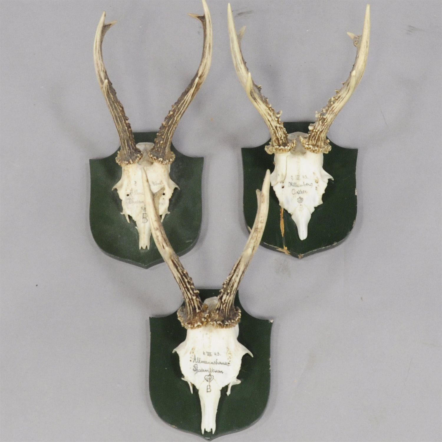 A set of six vintage Black Forest deer trophies on wooden plaques. remaining from the stately home of palace Salem in south Germany. All trophies were shot by members of the family of margrave Maximillian of Baden. Handwritten inscriptions on the