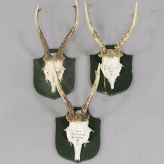 Six Great Black Forest Deer Trophies from Palace Salem